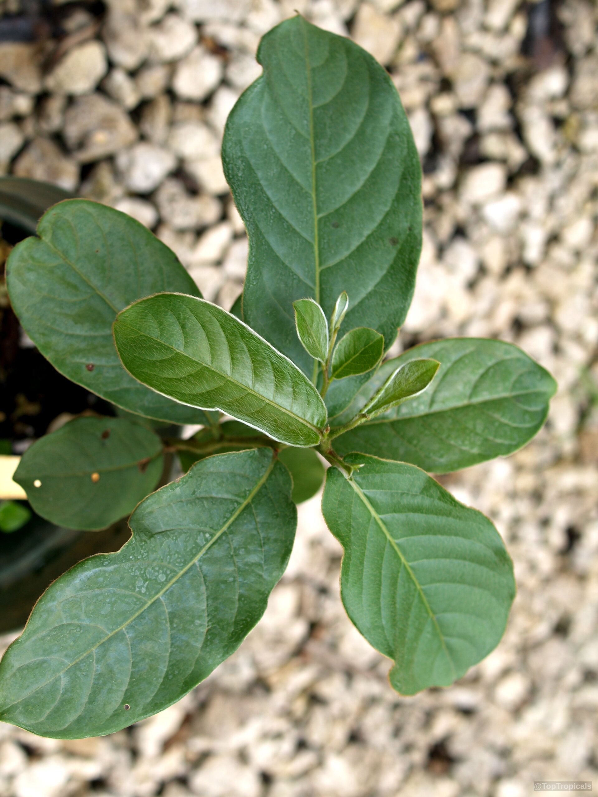 Anogeissus latifolia (Ghatti) displays smooth green oval leaves radiating from the center of the stem. Anogeissus latifolia (Ghatti) plant with green oval leaves in a close up, top view.