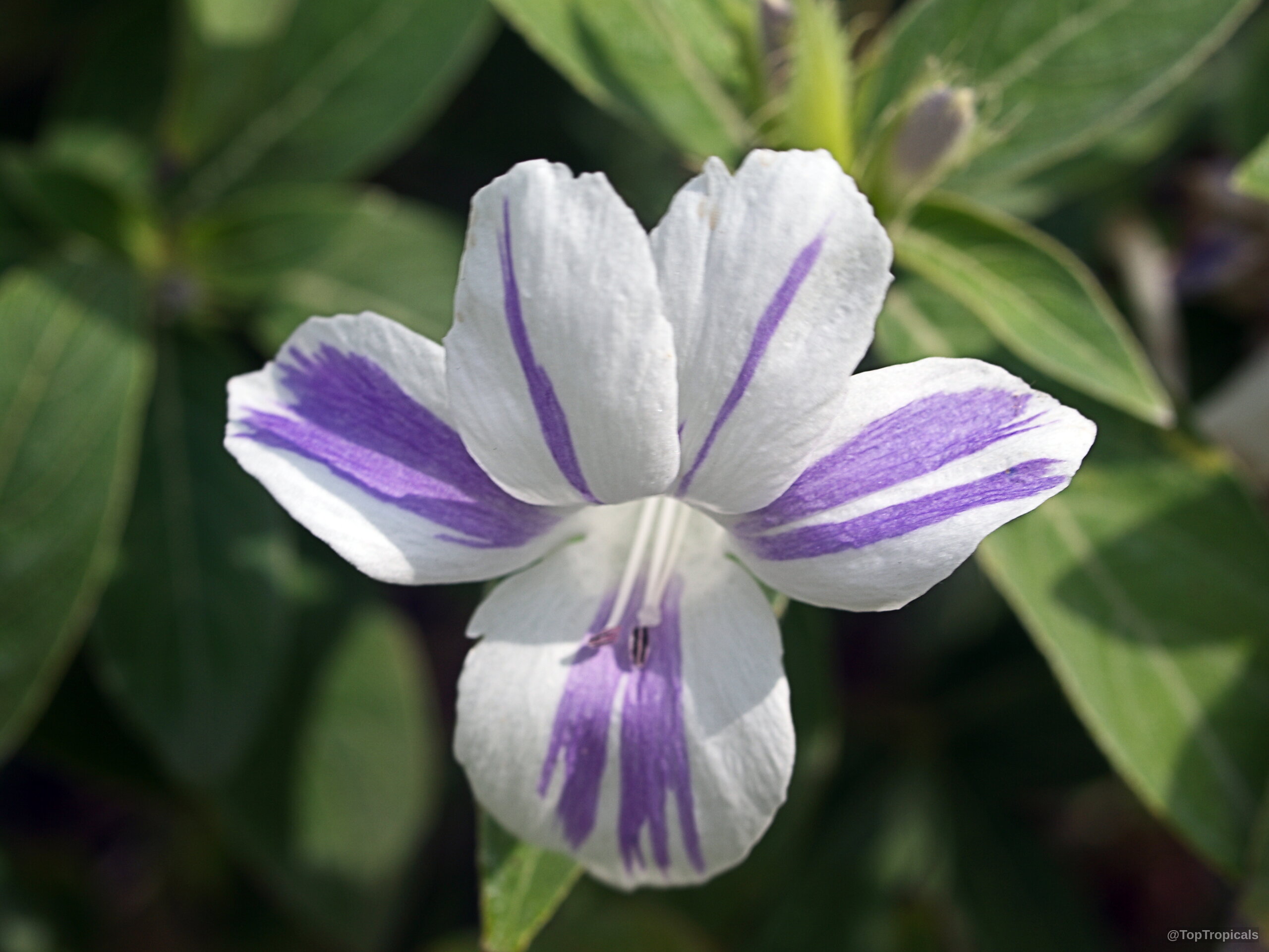 Barleria cristata (Striped Philippine Violet) 'Lavender Lace' flower with distinct white and purple petal streaks. Barleria cristata (Striped Philippine Violet) 'Lavender Lace' white and purple flower close up