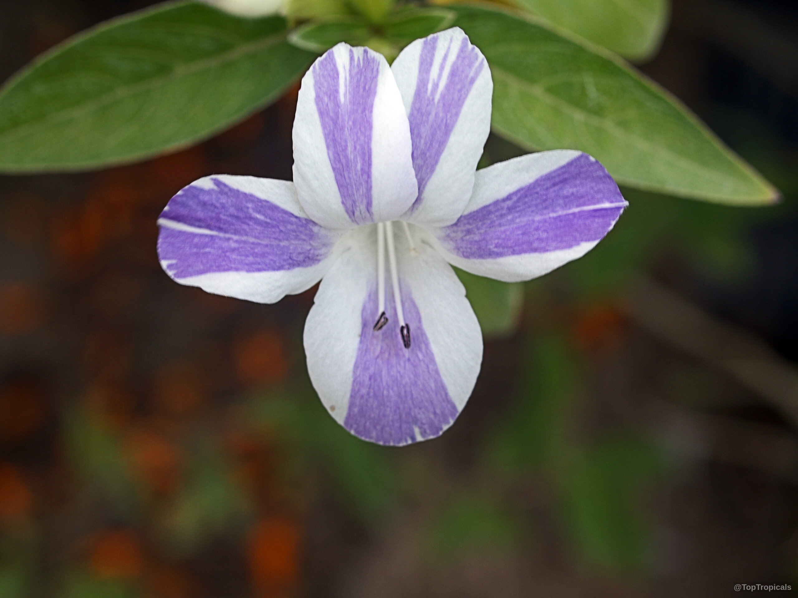 Barleria cristata (Striped Philippine Violet) 'Lavender Lace' petal detail with white and purple segments. Barleria cristata (Striped Philippine Violet) 'Lavender Lace' white purple striped flower close up