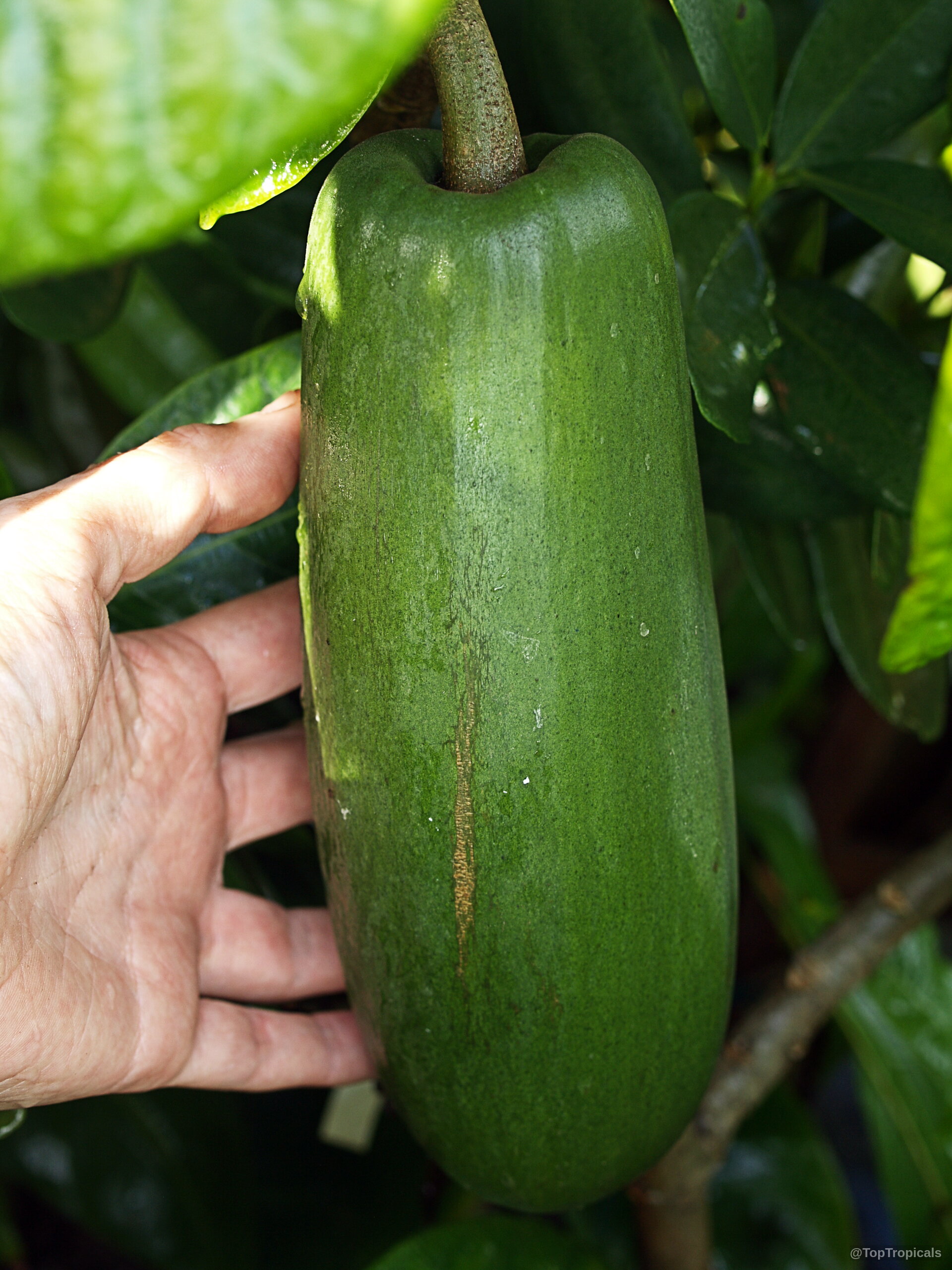 Beaumontia grandiflora (Easter Lily Vine) green fruit held near dense dark foliage for scale reference Beaumontia grandiflora (Easter Lily Vine) green oblong fruit close up held by human hand