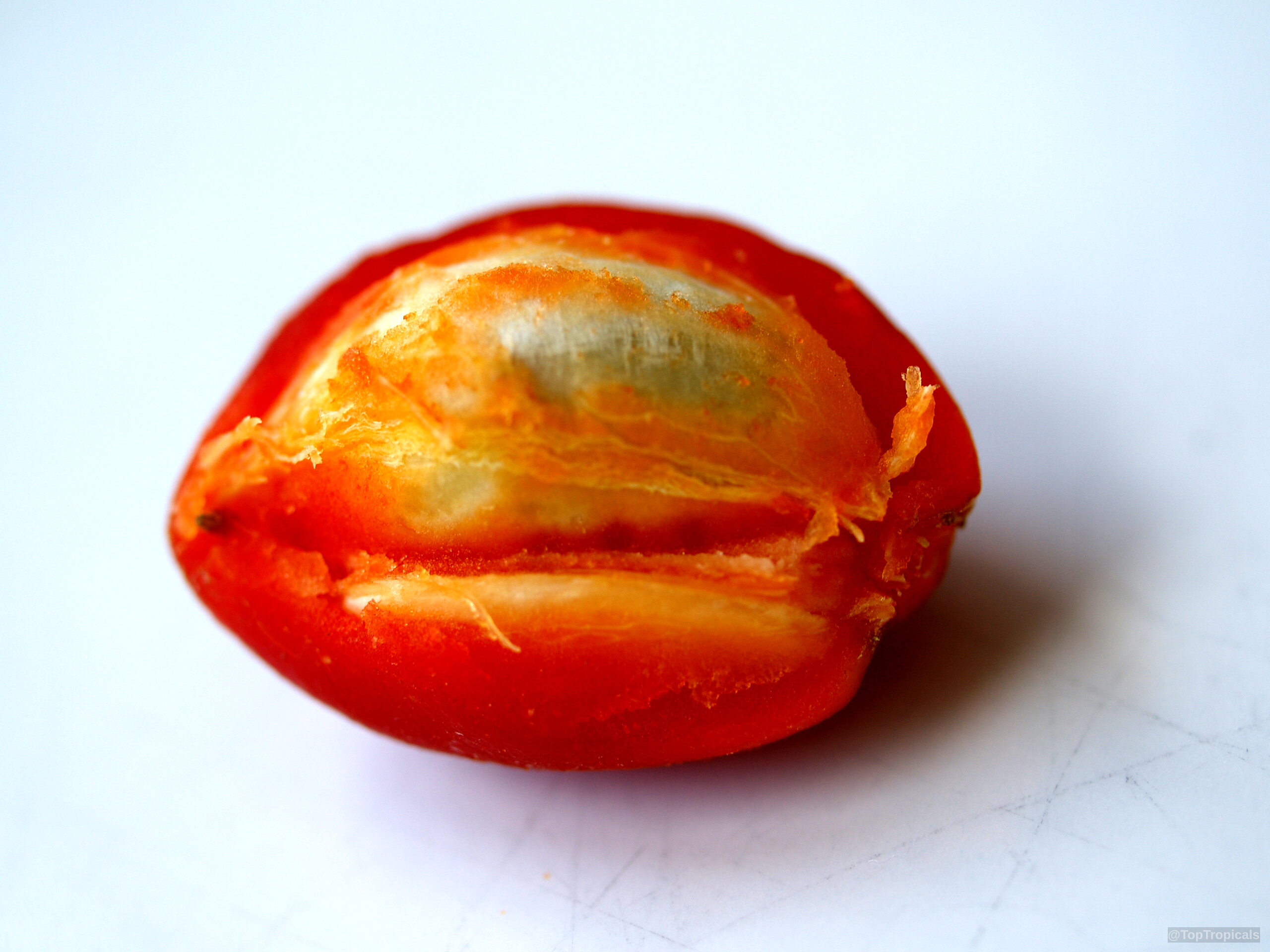Bunchosia argentea (Peanut Butter Fruit Tree) orange fruit with inner pulp visible on white surface. Bunchosia argentea (Peanut Butter Fruit Tree) orange fruit close up against white background.