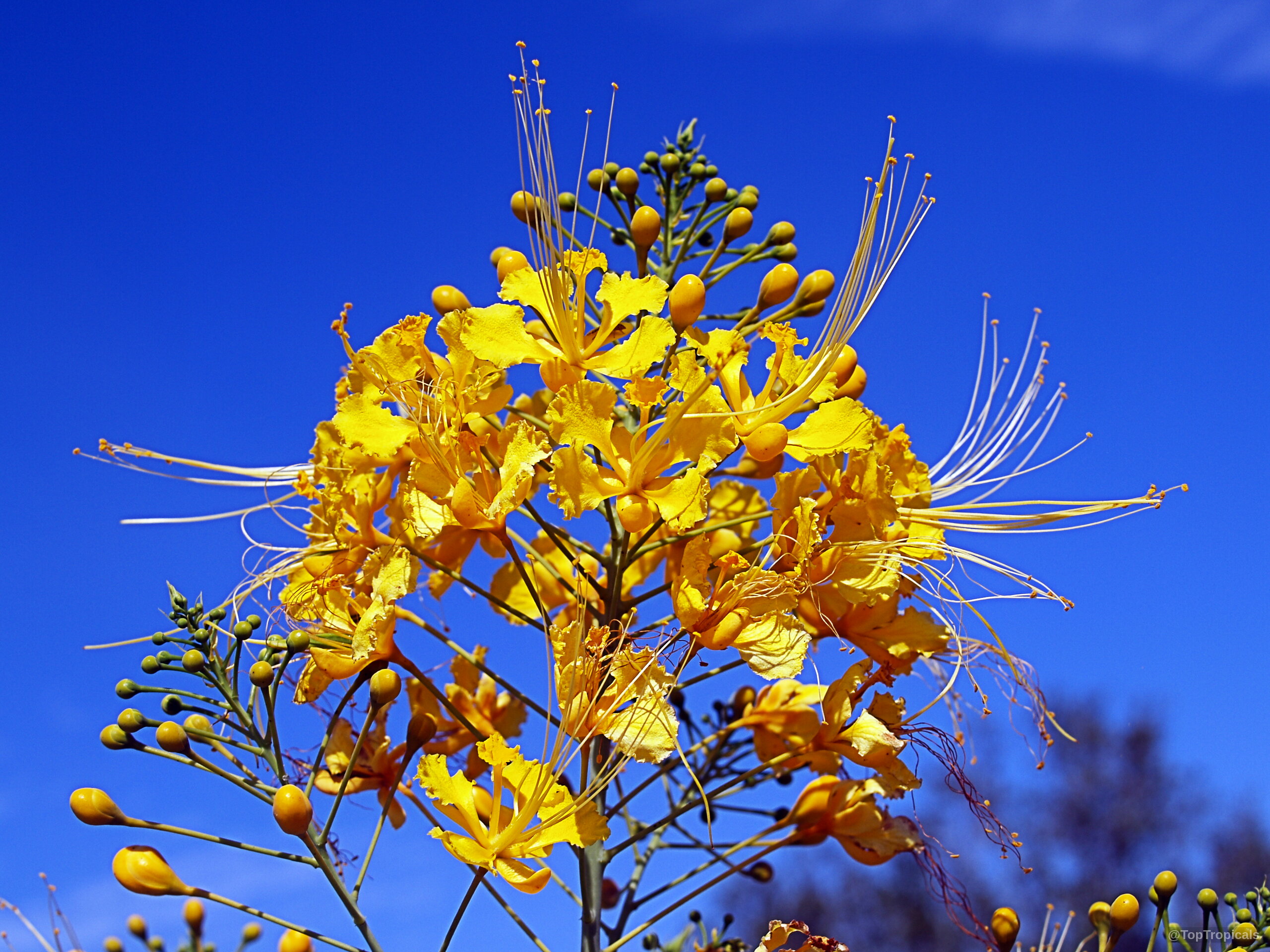 Caesalpinia pulcherrima (Yellow Peacock Flower) 'Lutea' cluster with distinct long stamens and many small buds. Caesalpinia pulcherrima (Yellow Peacock Flower) 'Lutea' yellow flower cluster close up against blue sky