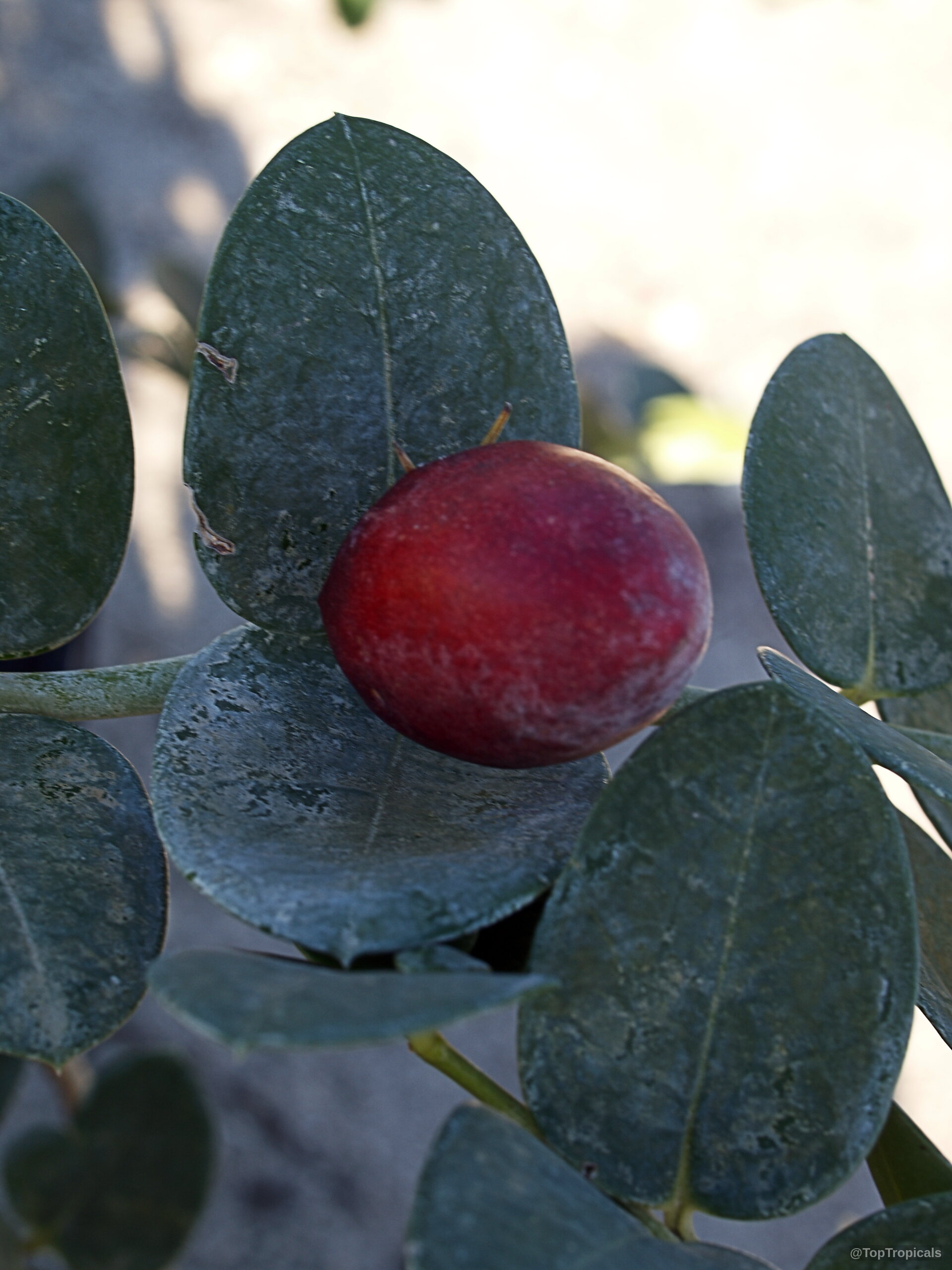 Carissa carandas (Karanda) red fruit nestled between thick matte green leaves on a woody stem Carissa carandas (Karanda) red fruit close up among thick matte green rounded leaves on branches