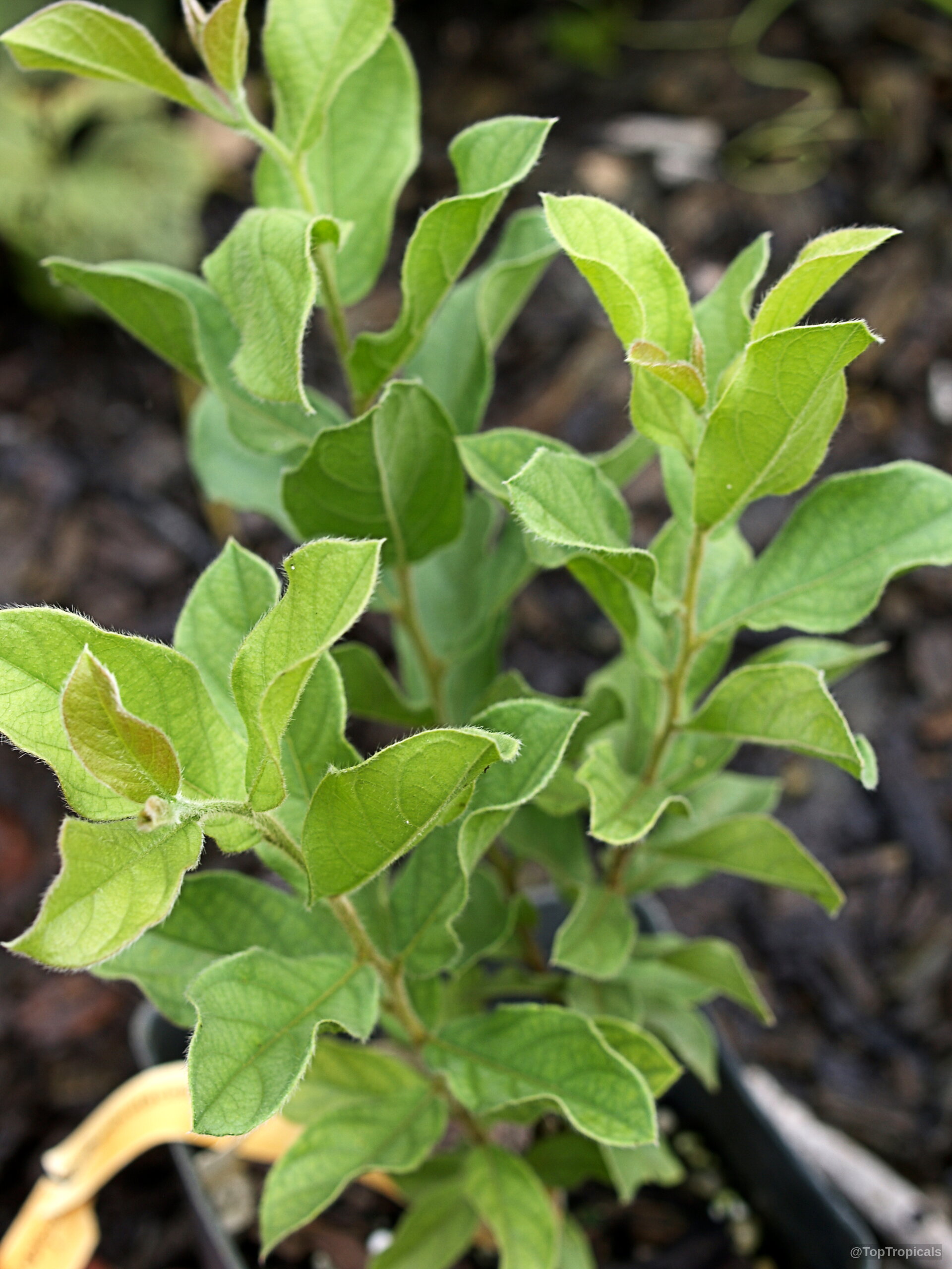 Combretum apiculatum (Red Bushwillow) young stems reach upward with vibrant lime colored foliage in containers. Combretum apiculatum (Red Bushwillow) plant with light green leaves, captured from a high angle view.