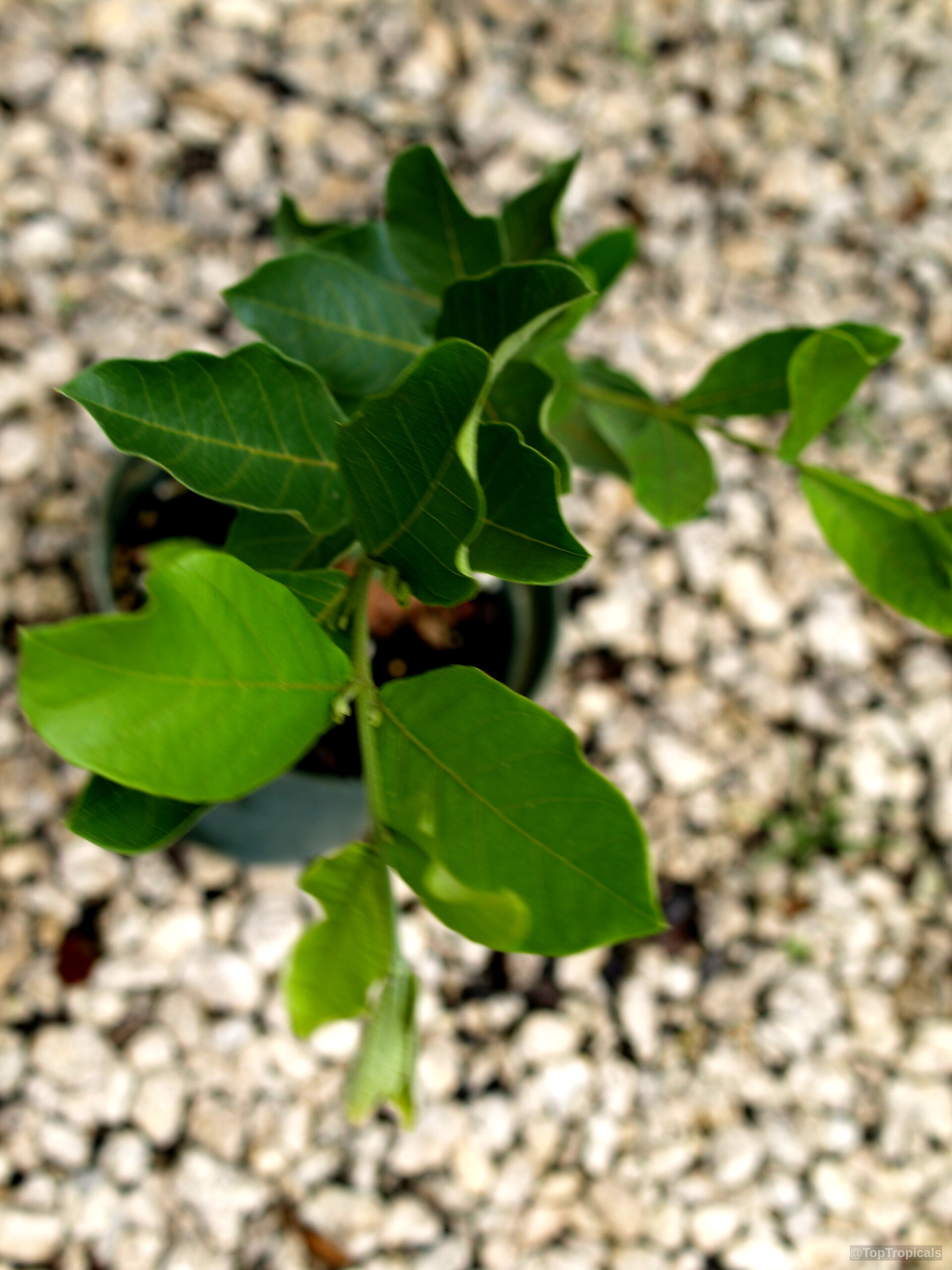 Combretum sp. (Flame Creeper) green leaves growing from a stem in a container. Combretum sp. (Flame Creeper) green leaves growing on a thin stem in a container