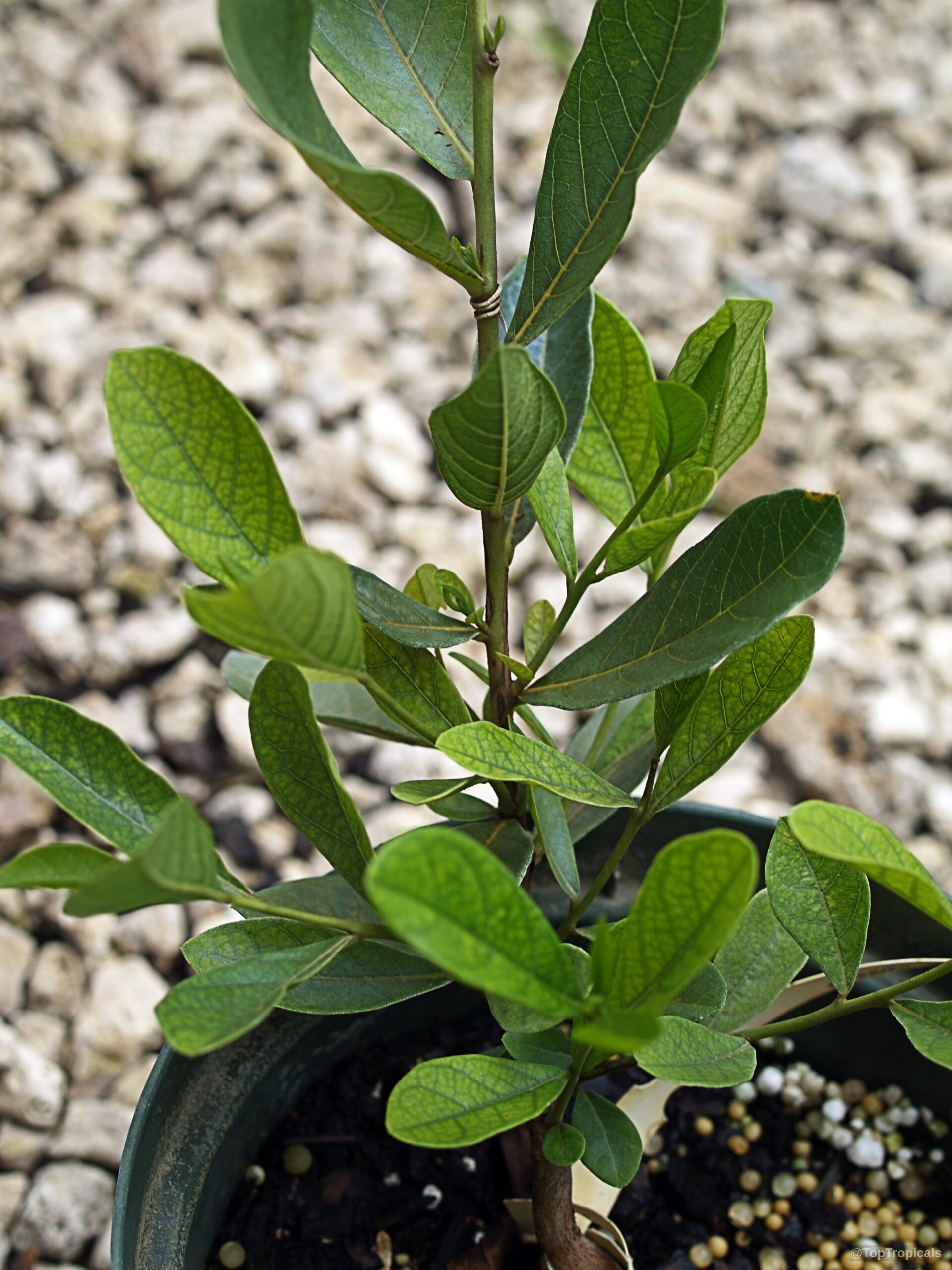 Combretum sp. (Flame Creeper) young plant with oval green foliage growing inside a plastic container Combretum sp. (Flame Creeper) green leaves on a young woody stem in a pot