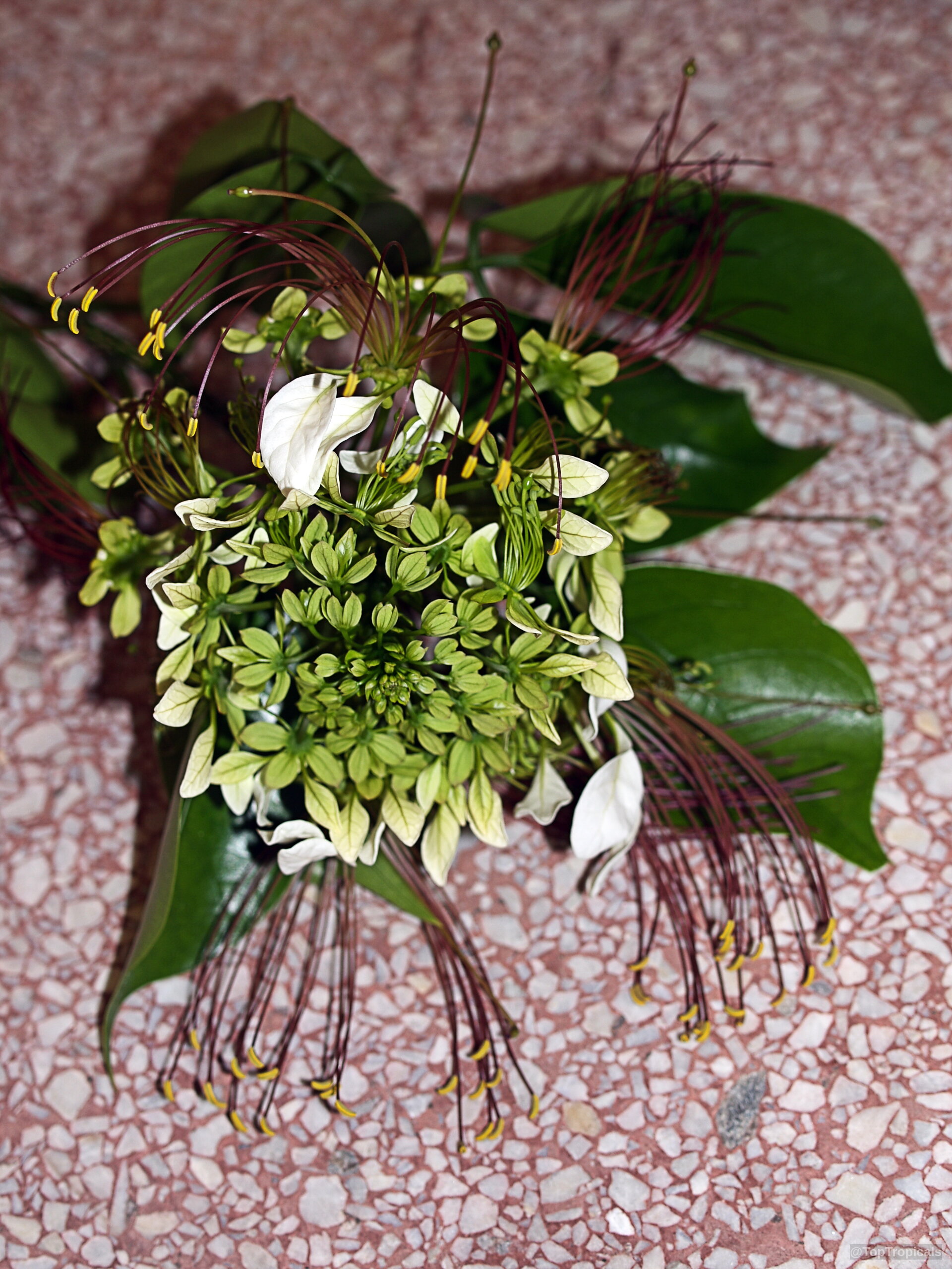 Crateva tapia (Spider Flower Tree) flower cluster with white petals and long purple stamens. Crateva tapia (Spider Flower Tree) white and green flower cluster close up on stone.