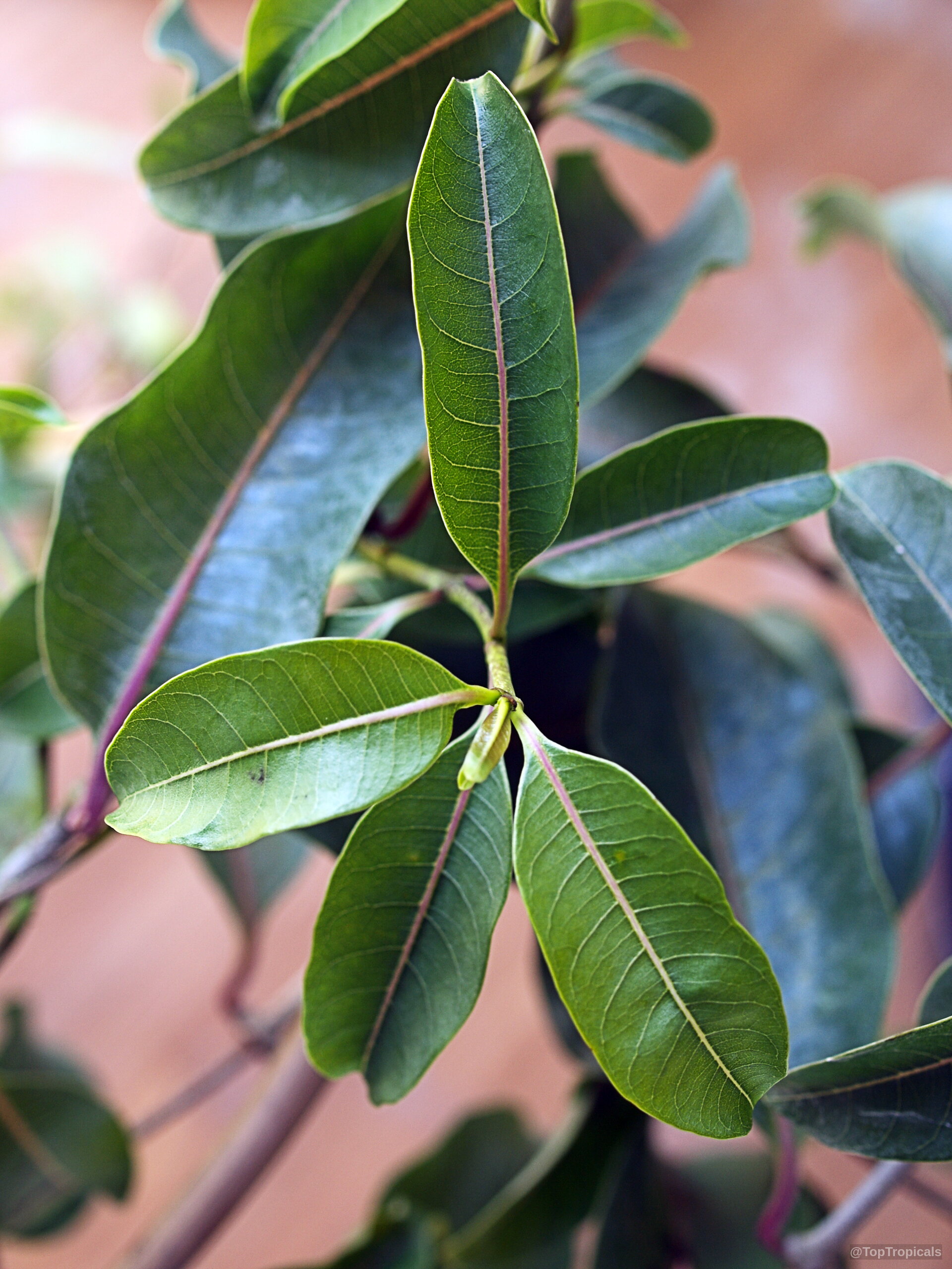 Cryptostegia grandiflora (Rubber vine) green foliage with distinct purple veins on a slender woody branch. Cryptostegia grandiflora (Rubber vine) green leaves on a branch showing purple veins close up.