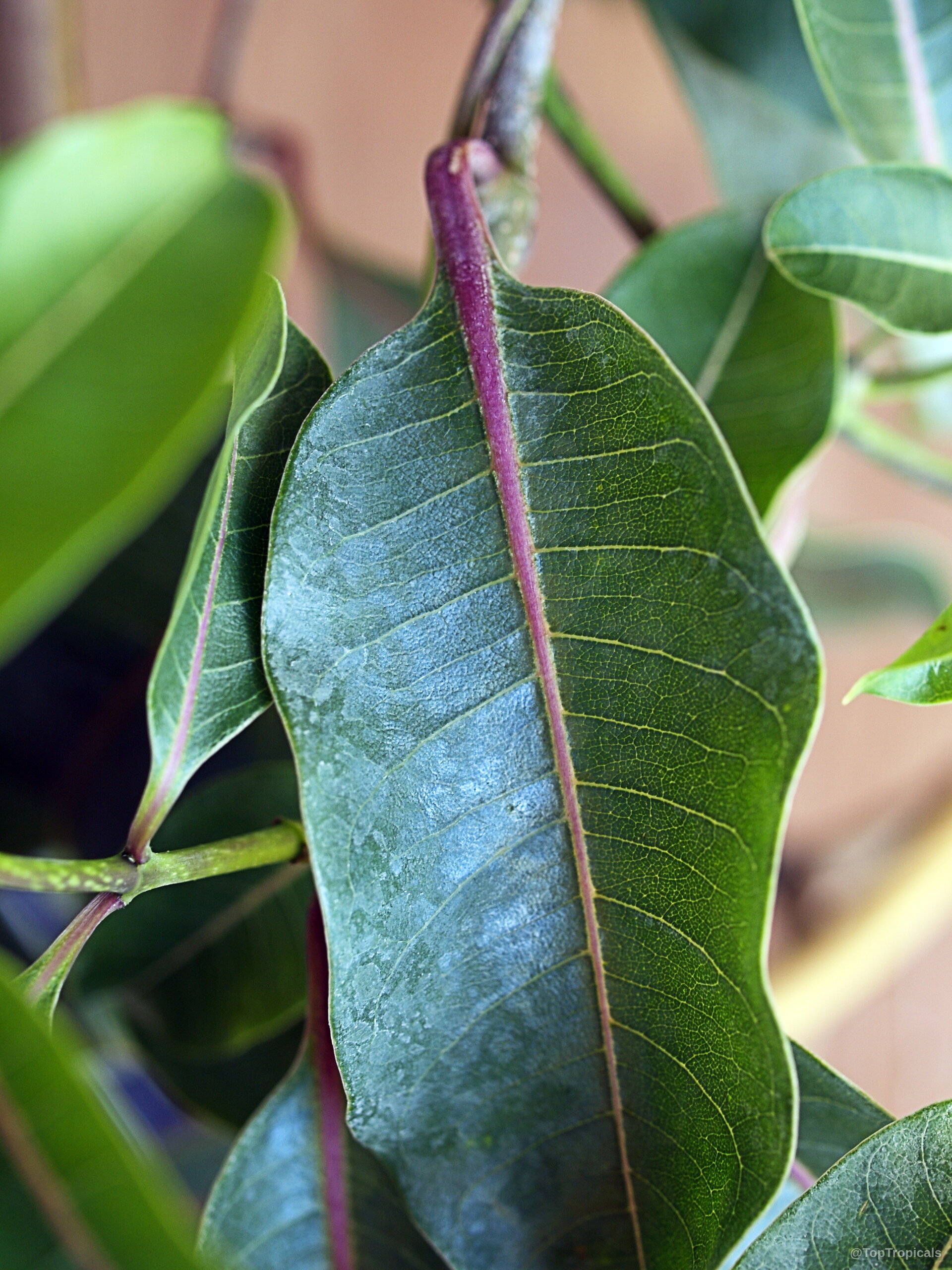 Cryptostegia grandiflora (Rubber vine) with green leaves showing distinctive purple veins on the central stems. Cryptostegia grandiflora (Rubber vine) green leaves with purple veins in a close up shot.