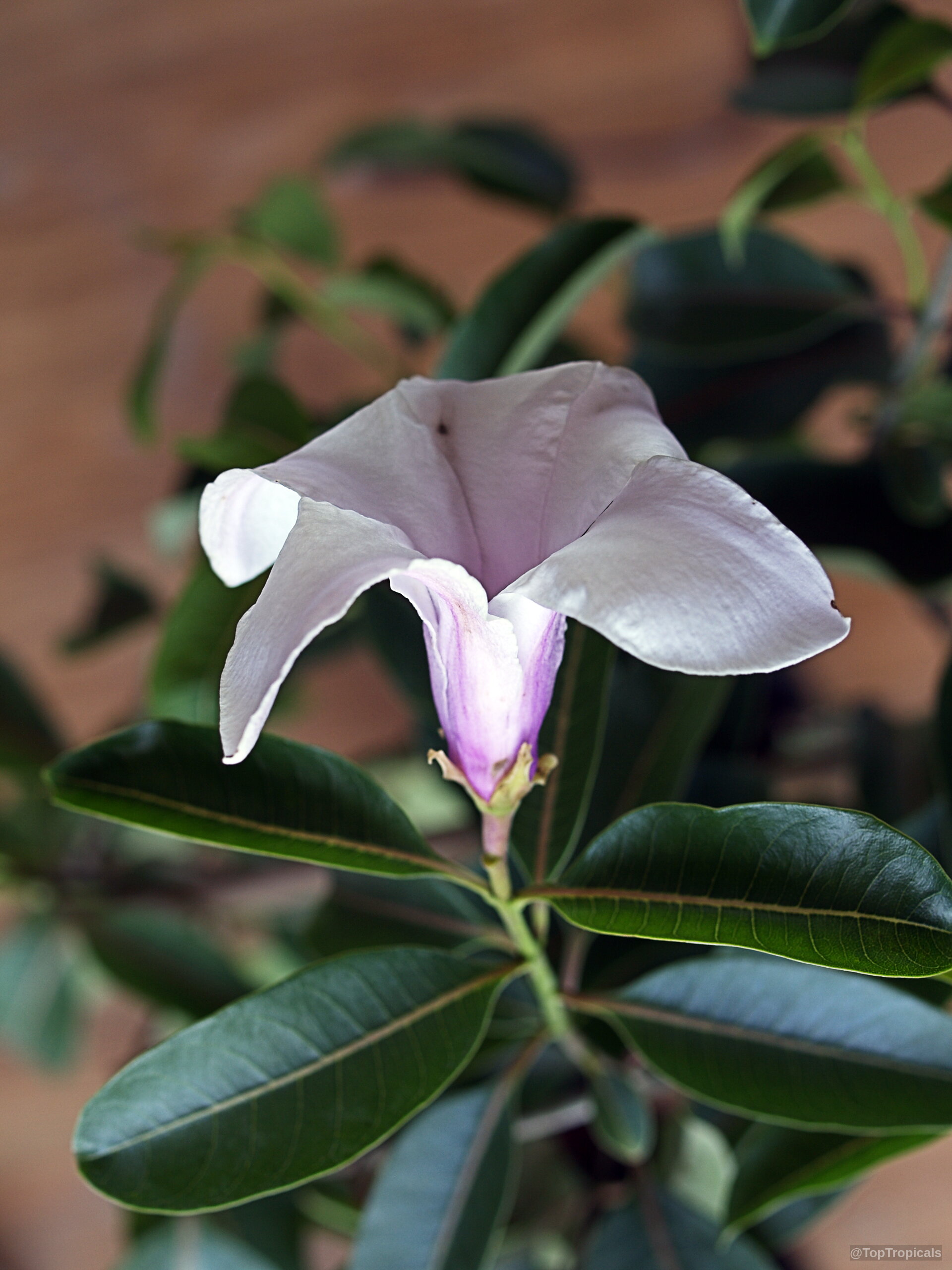 Cryptostegia grandiflora (Rubber vine) showing a soft lavender trumpet-shaped flower among smooth dark green leaves Cryptostegia grandiflora (Rubber vine) pale lavender flower close up showing light violet petal color