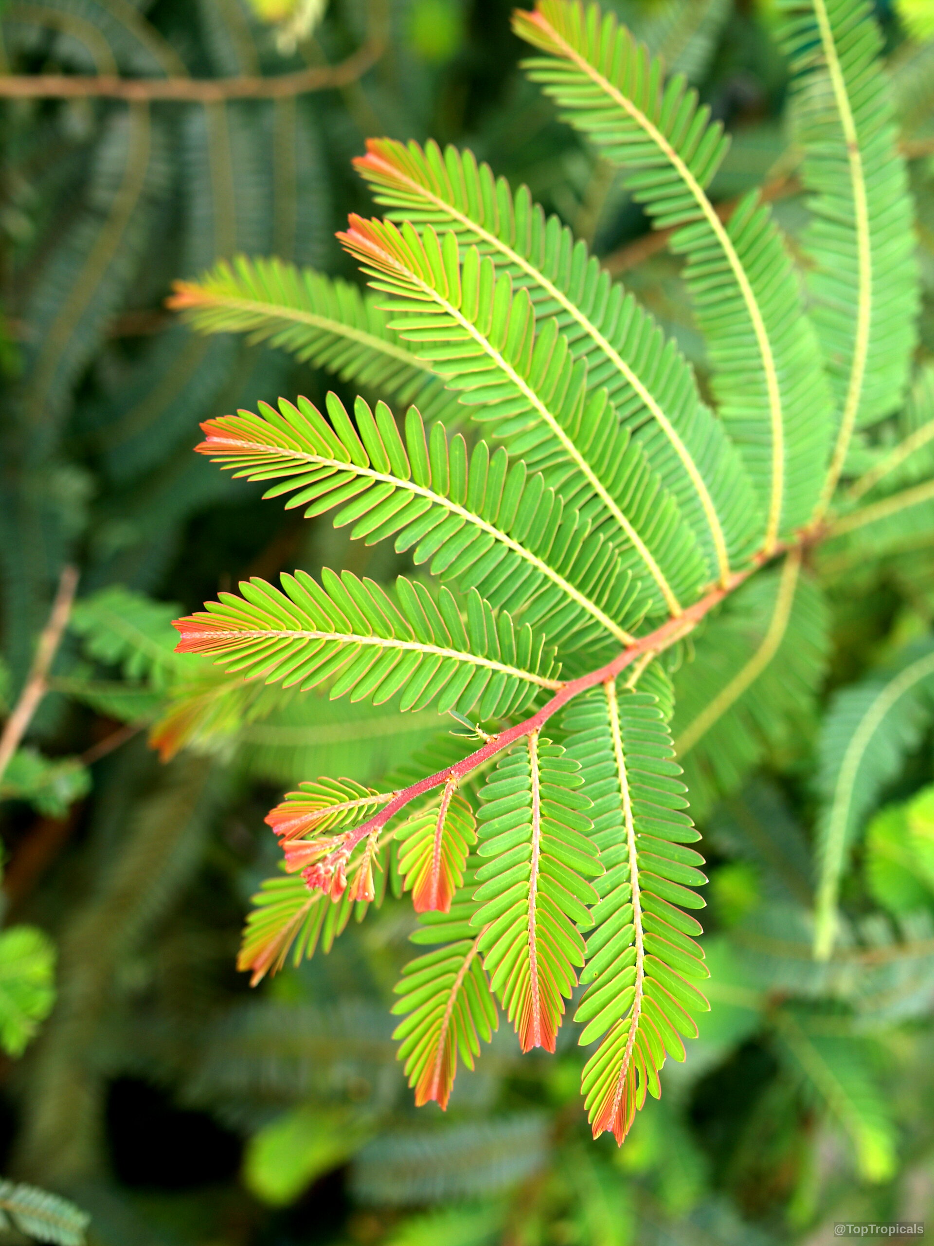 Emblica officinalis (Indian Gooseberry) branch showing narrow green leaves and reddish tips on the foliage Emblica officinalis (Indian Gooseberry) branch with delicate green leaves and red tinted edges close up