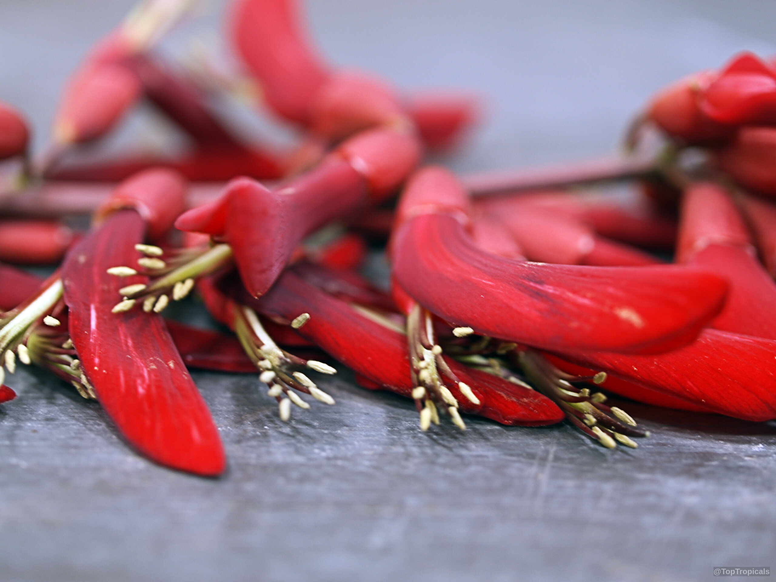 Erythrina sp. (Coral Tree) red flower cluster with long tubular shapes and exposed yellow pollen Erythrina sp. (Coral Tree) red flower close up resting on a flat stone surface