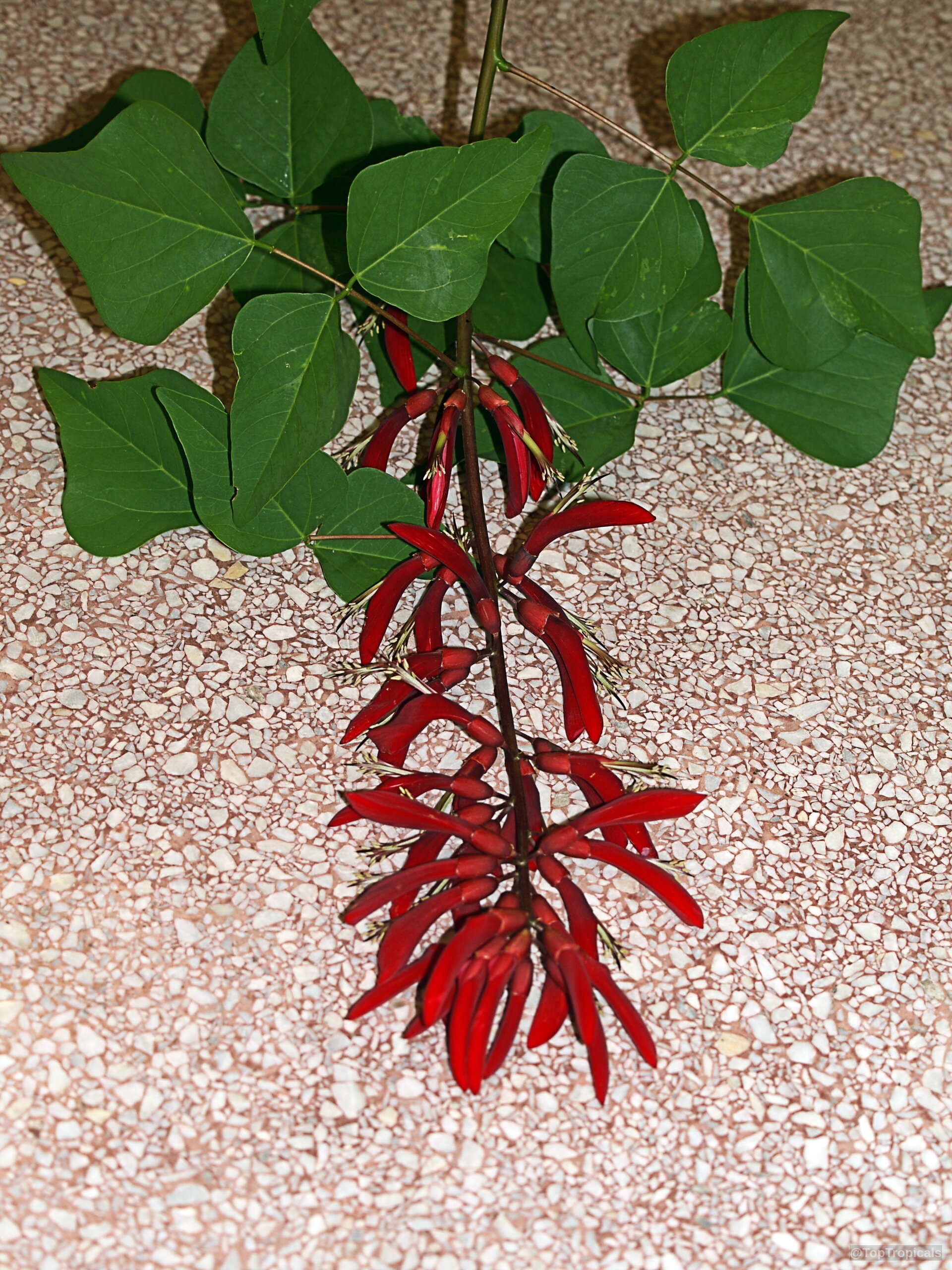 Erythrina sp. (Coral Tree) cluster of long red flowers dangling near lush green trifoliate leaves. Erythrina sp. (Coral Tree) red flower cluster with green leaves on a table surface.