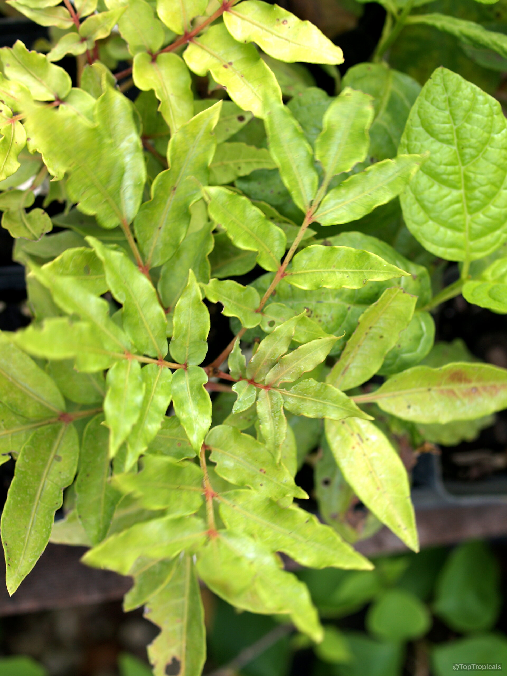 Harpephyllum caffrum (Wild Plum) plant with light green leaves and thin reddish stems up close. Harpephyllum caffrum (Wild Plum) plant with light green leaves and thin reddish stems close up.