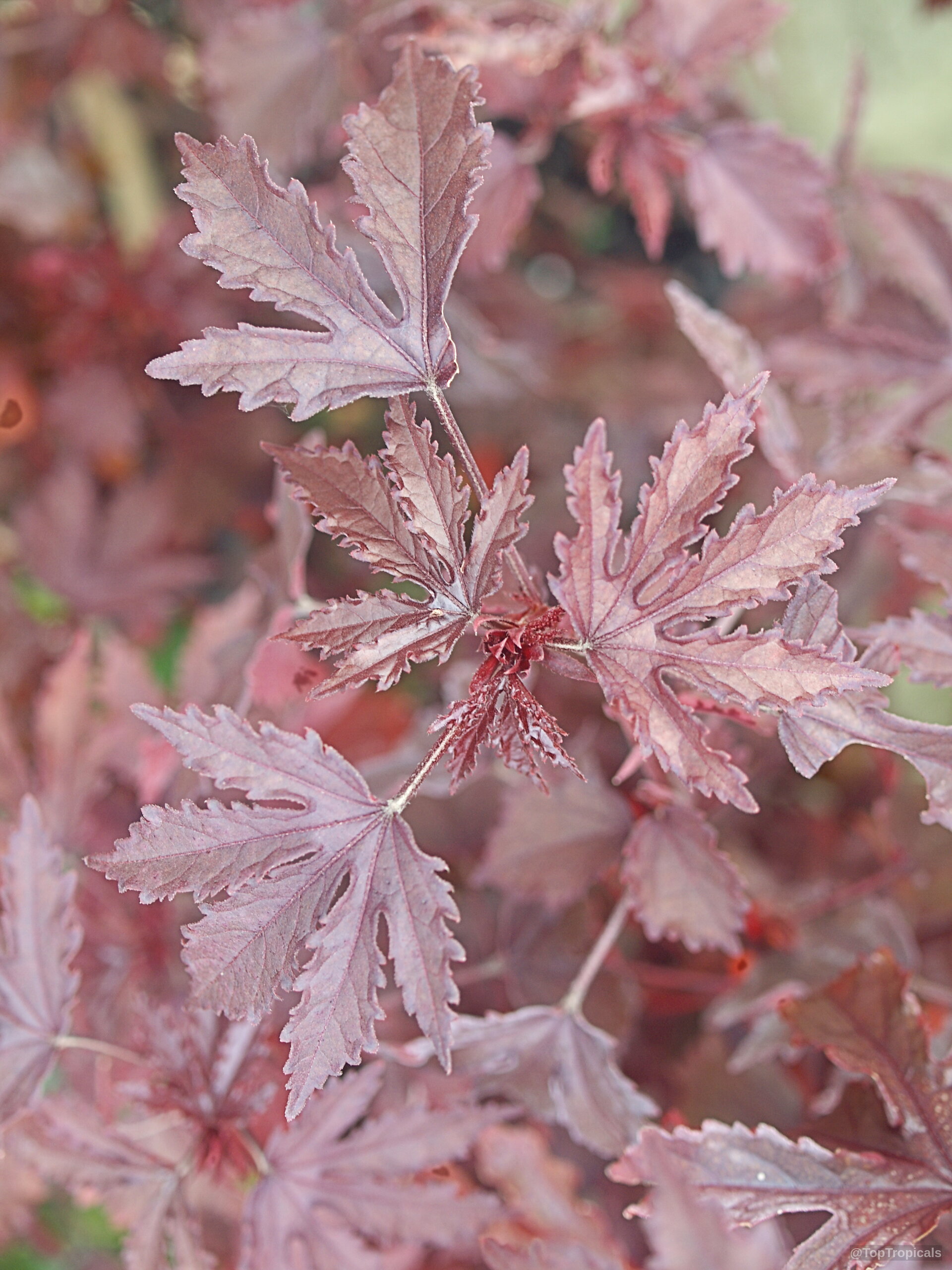 Hibiscus acetosella (African Rosemallow) showing off the deeply lobed and serrated dark burgundy red foliage. Hibiscus acetosella (African Rosemallow) with dark burgundy red leaves in a close up plant shot.