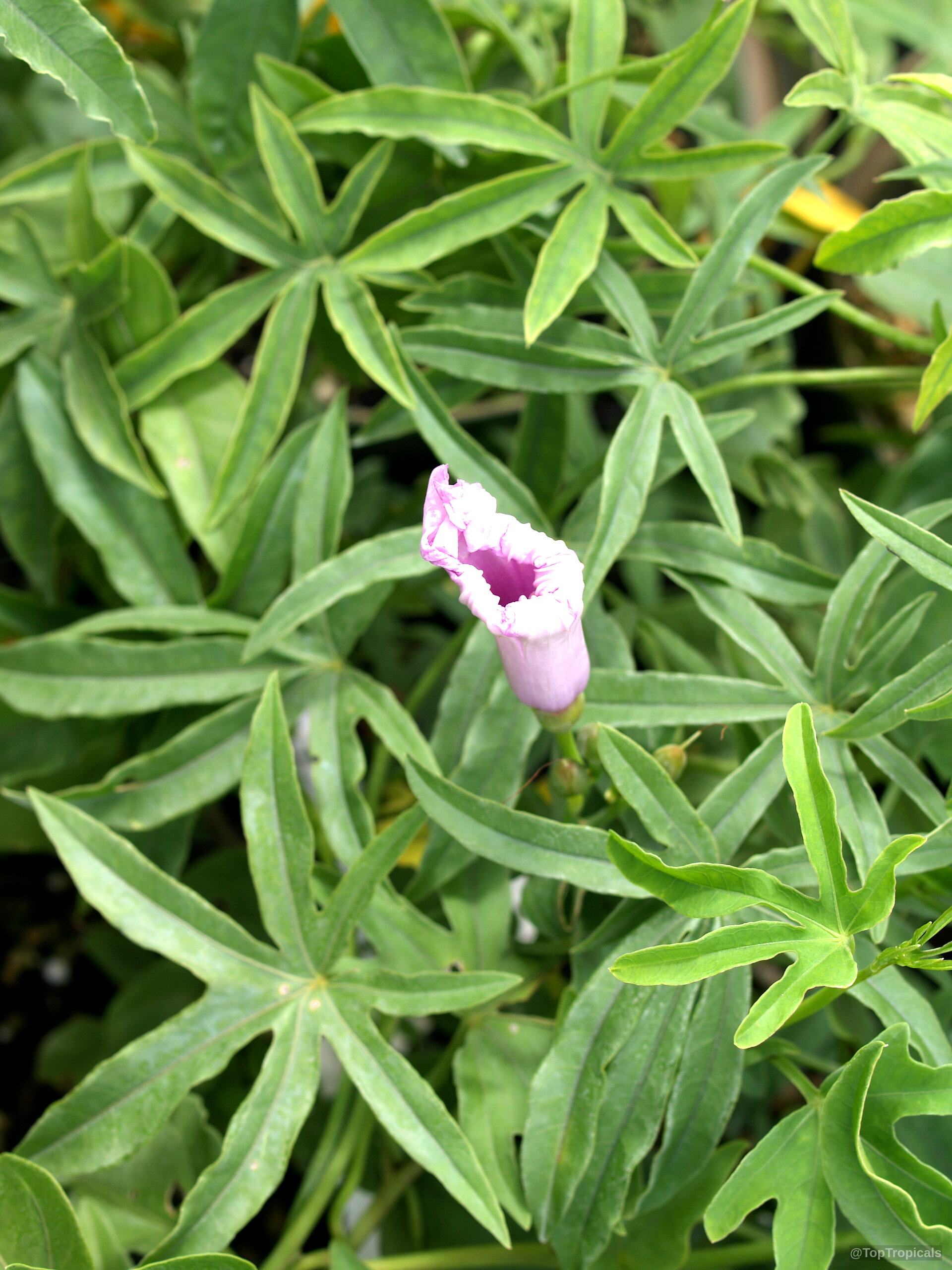 Ipomoea platensis (Plata Ipomoea) purple flower bud nestled among deeply cut green palmately lobed leaves Ipomoea platensis (Plata Ipomoea) purple flower close up surrounded by thick green palmately lobed leaves
