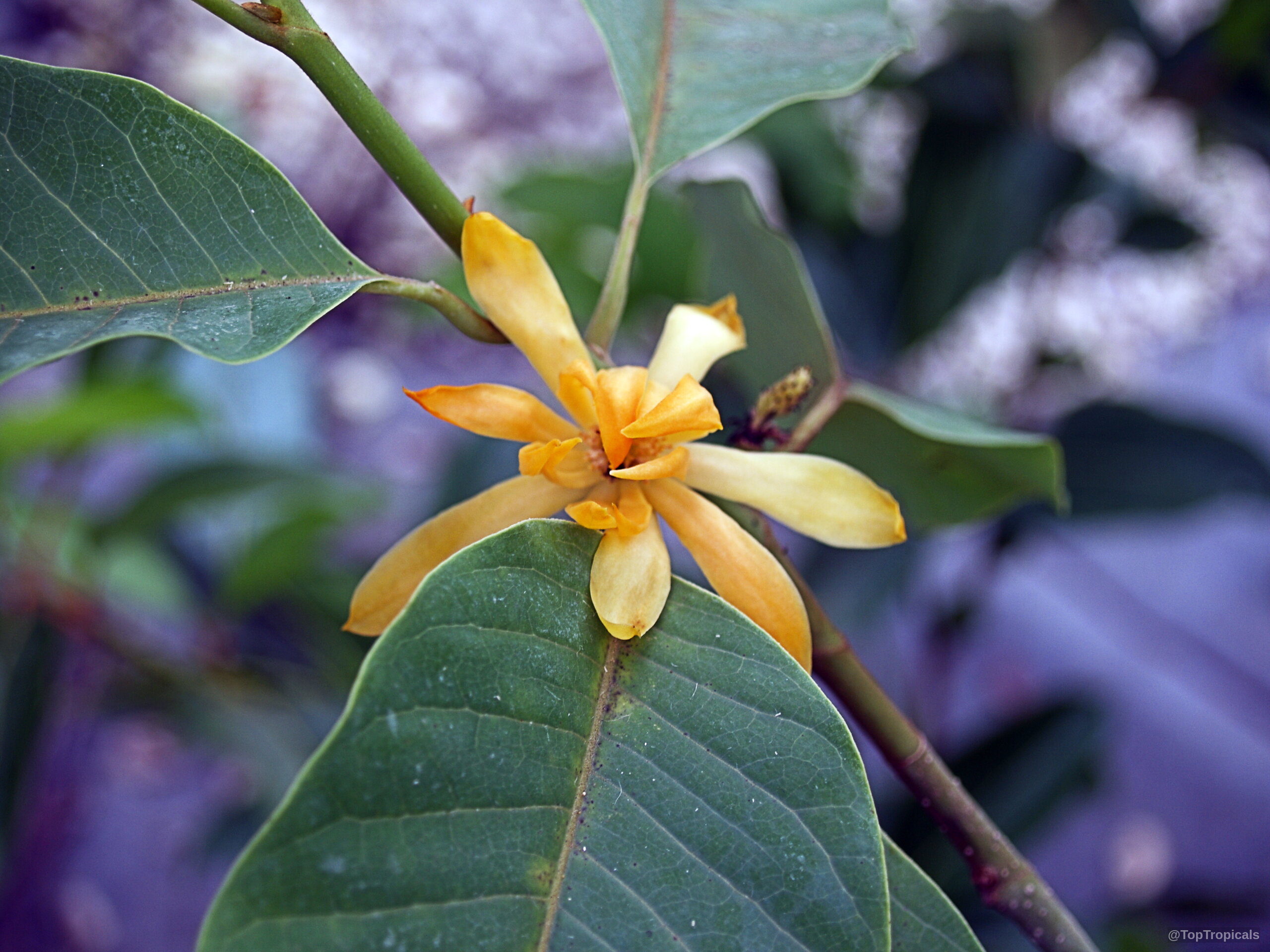 Magnolia champaca (Joy Perfume Tree) orange yellow flower between smooth green leaves on woody stem Magnolia champaca (Joy Perfume Tree) yellow flower close up with green leaves on branch