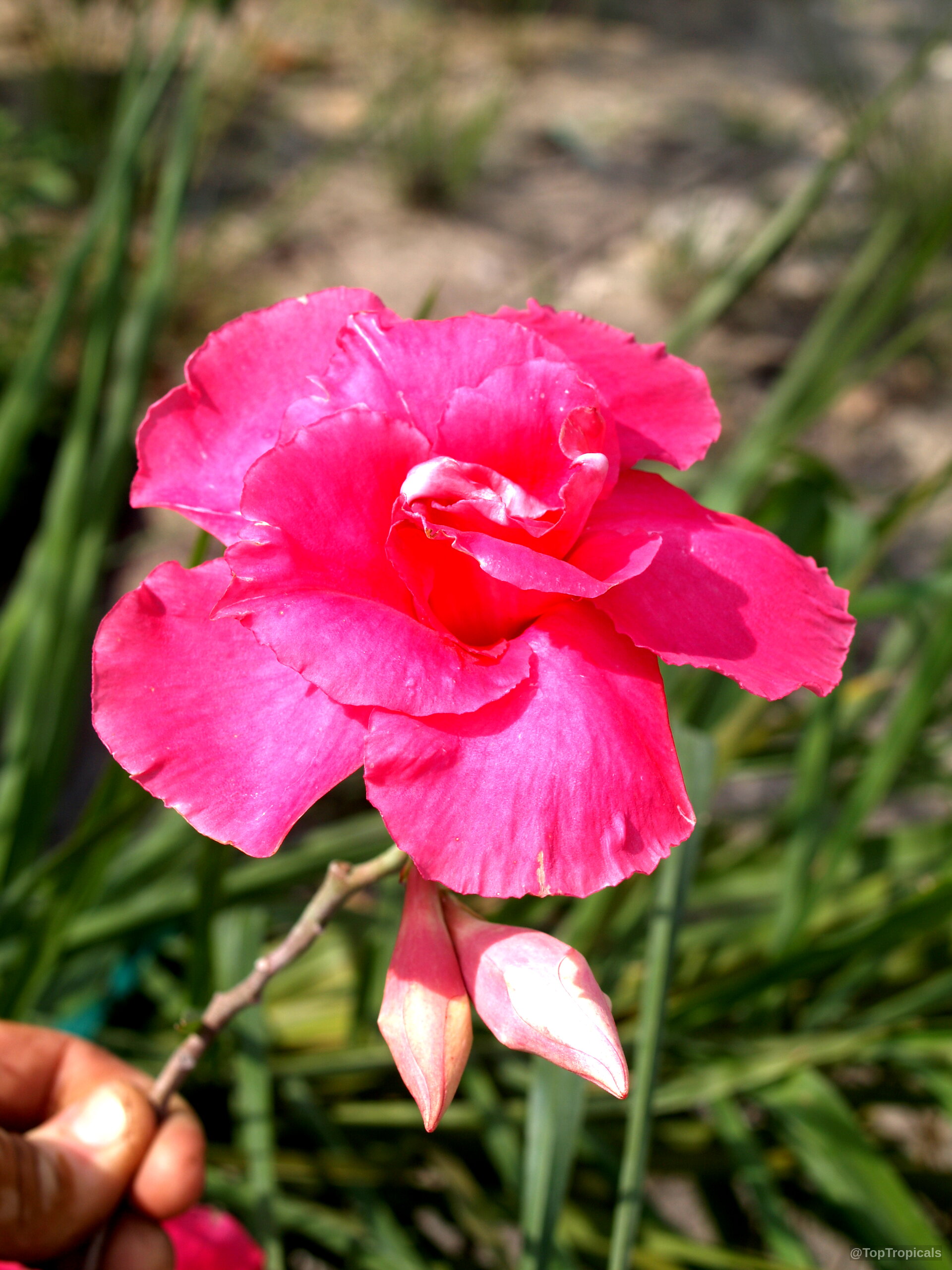 Mandevilla amabilis (Thai Rose) deep pink flower with rounded petals and two small tight buds Mandevilla amabilis (Thai Rose) deep pink flower close up with soft green foliage background