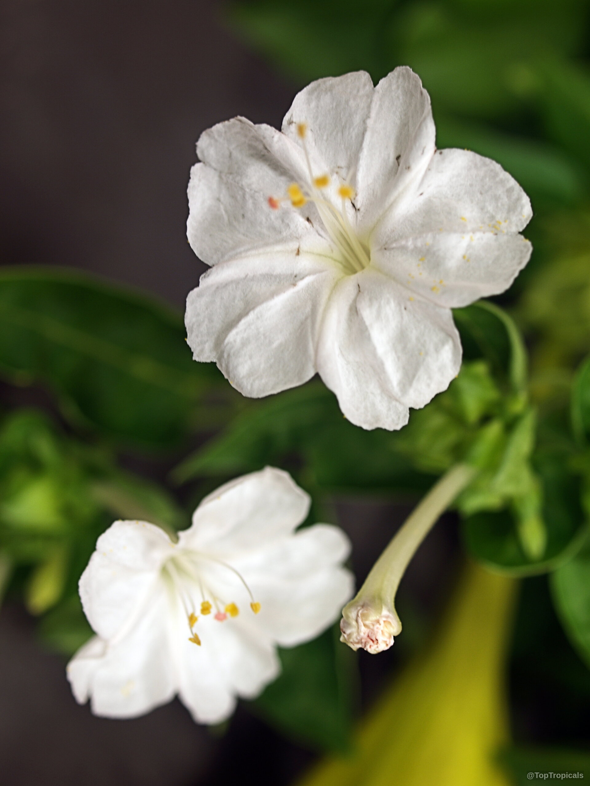 Mirabilis jalapa (Four o'clock plant) with white flower petals and small yellow stamens in soft light. Mirabilis jalapa (Four o'clock plant) white flower, close up of delicate petals and yellow stamens.
