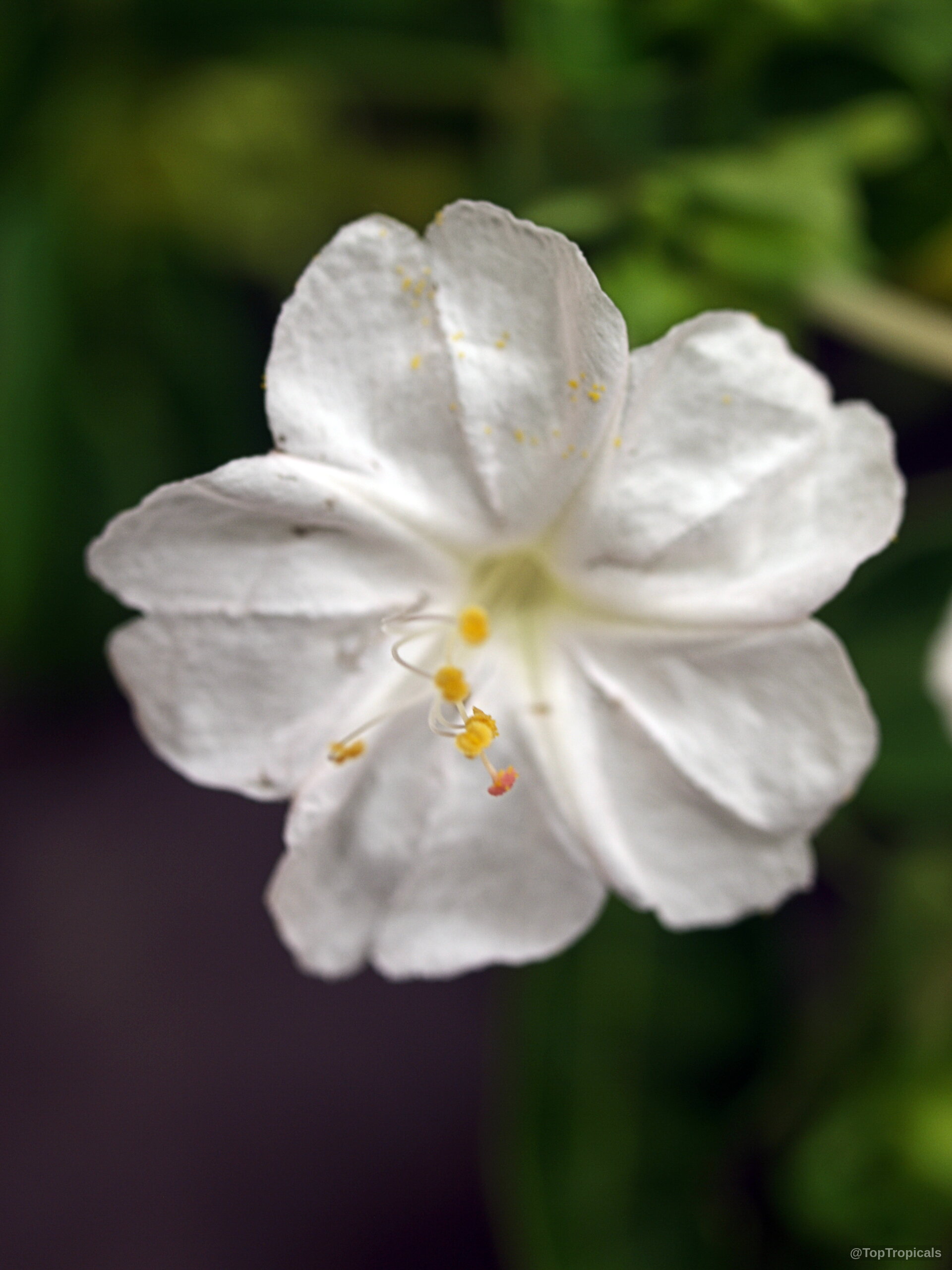 Mirabilis jalapa (Four o'clock plant) white flower with a yellow center and protruding yellow stamens. Mirabilis jalapa (Four o'clock plant) white flower close up with yellow center and stamens.