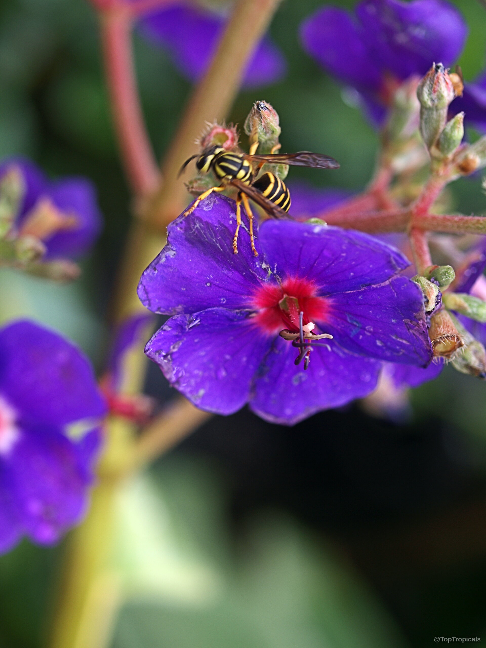 Pleroma heteromallum (Glory bush) with a yellow and black striped wasp on purple petals. Pleroma heteromallum (Glory bush) with purple flower and wasp close up in natural light.
