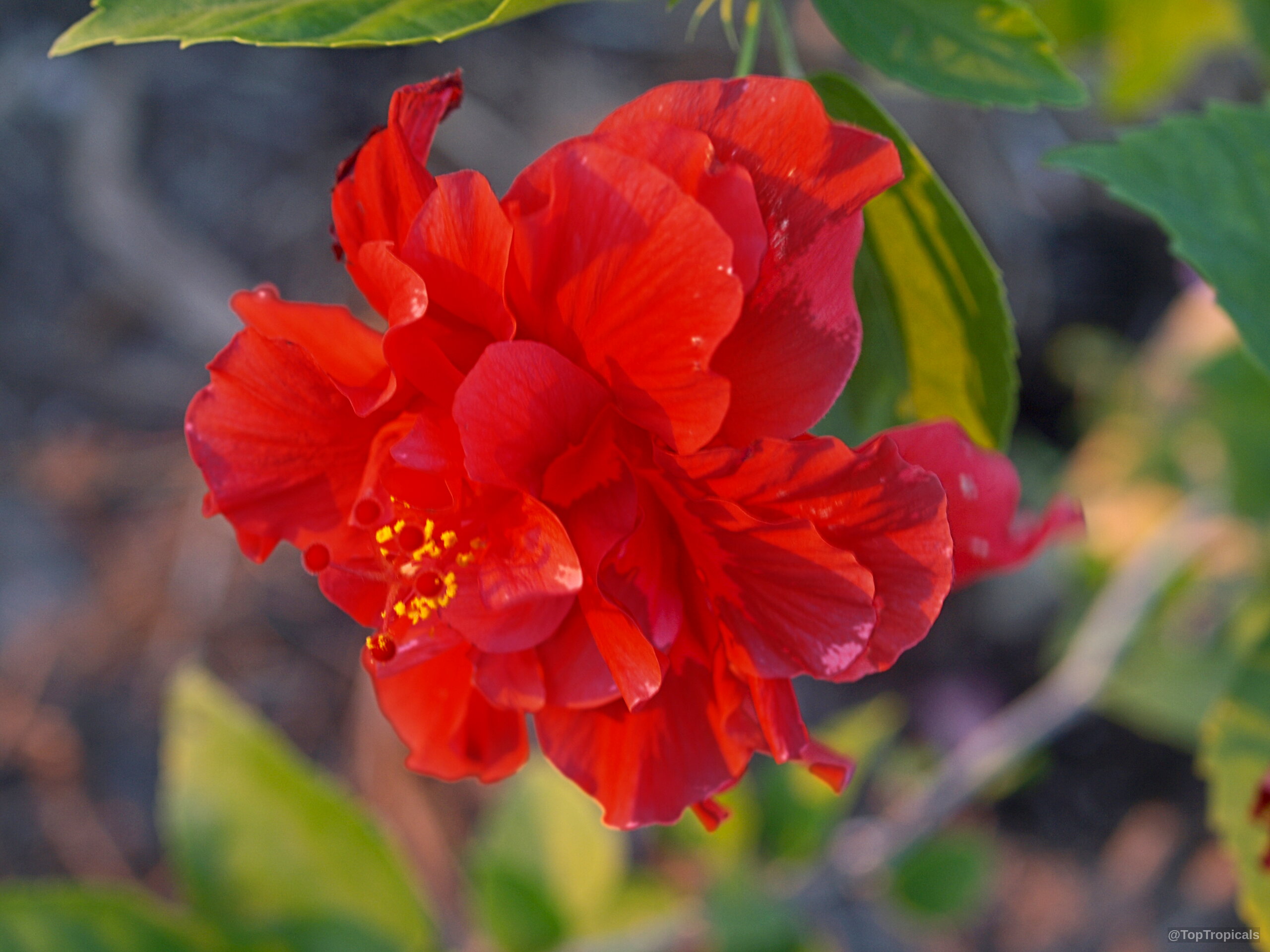 Punica granatum (Flowering Pomegranate) 'Flore Pleno' red flower with many delicate petals and yellow stamens. Punica granatum (Flowering Pomegranate) 'Flore Pleno' red flower close up for gardening enthusiasts.