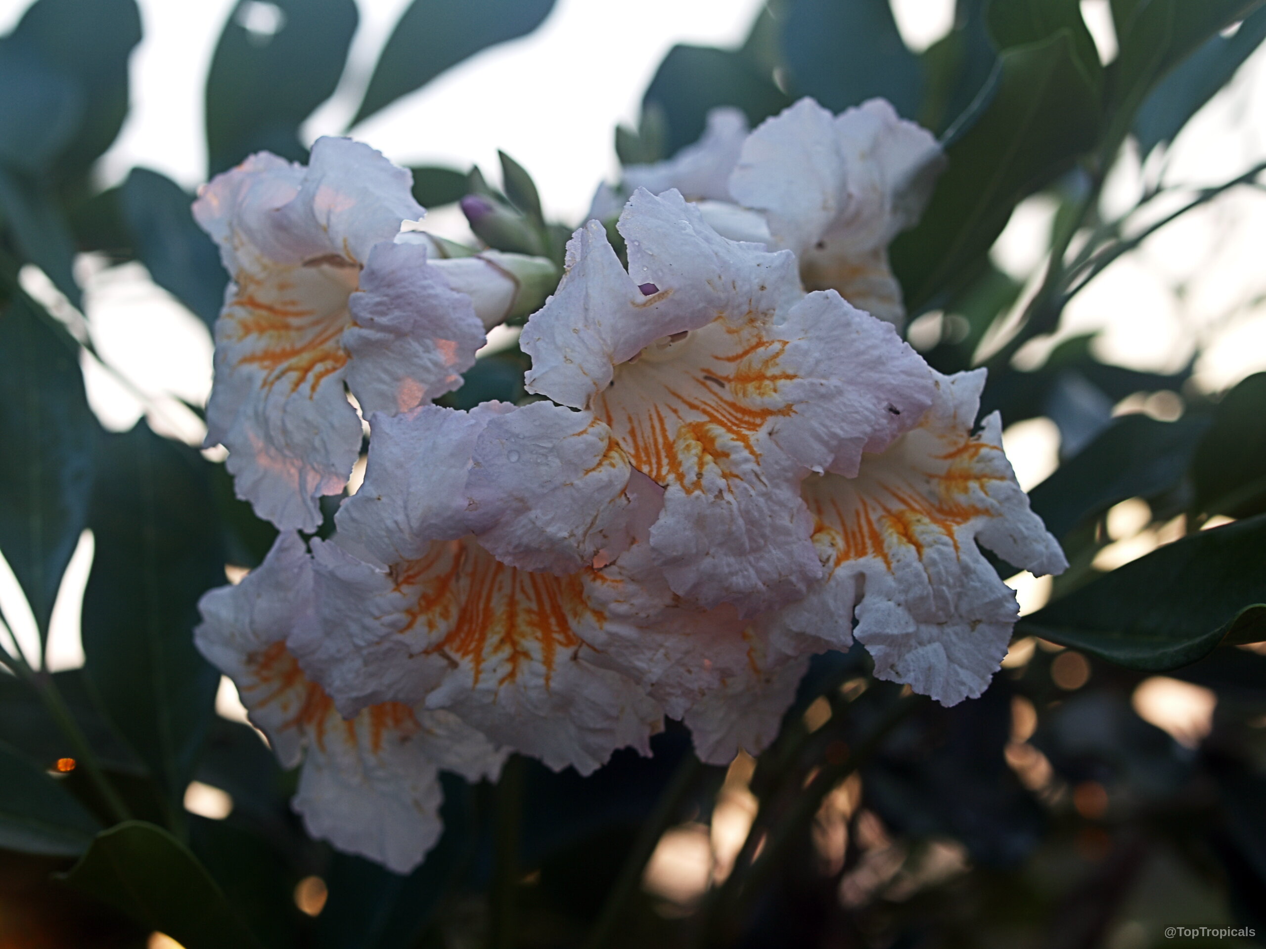 Radermachera sp. Kunming (Dwarf Tree Jasmine) 'Kunming' clusters of white trumpet-shaped flowers with orange markings. Radermachera sp. Kunming (Dwarf Tree Jasmine) 'Kunming' white flower cluster close up