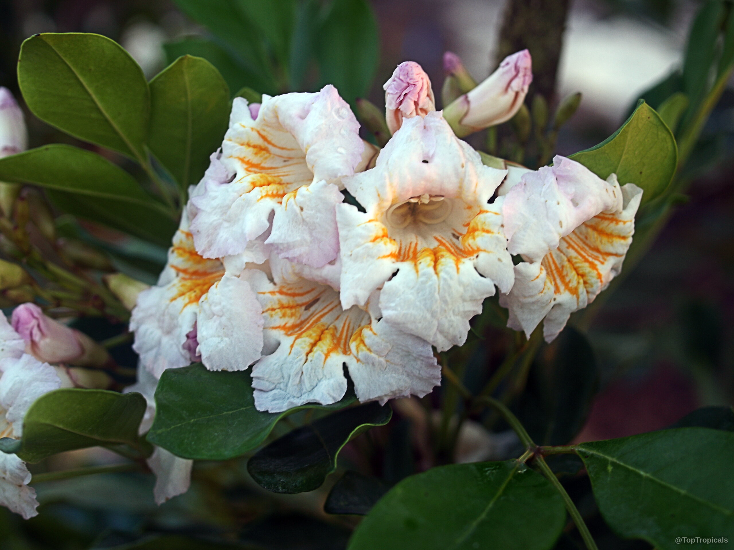 Radermachera sp. 'Kunming' (Dwarf Tree Jasmine) clusters of pale pink flowers with orange throat markings. Radermachera sp. 'Kunming' (Dwarf Tree Jasmine) pale pink flower cluster close up