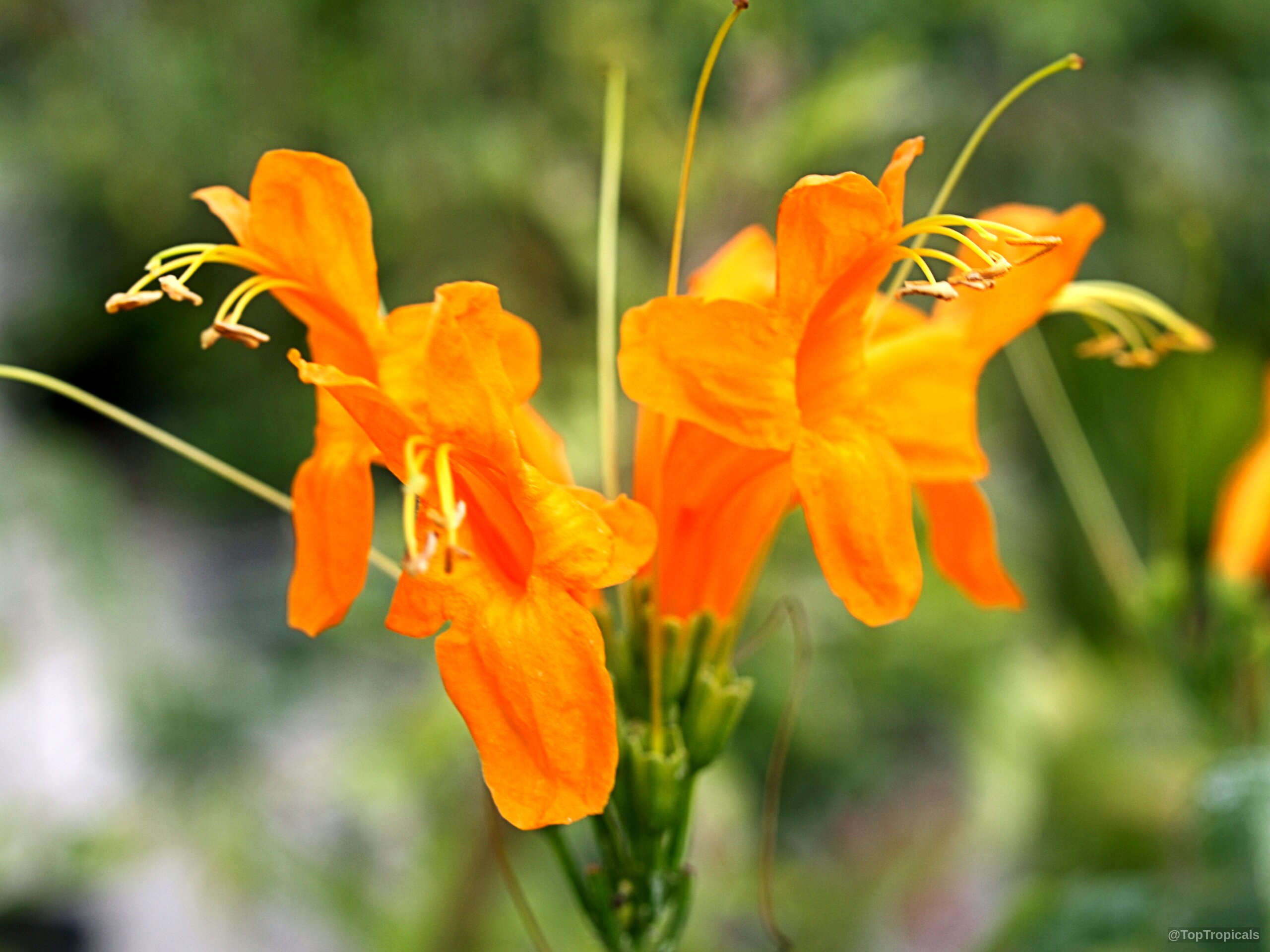 Tecomaria capensis (Salmon tecomaria) 'Salmon' orange tubular flowers gathered in a small cluster Tecomaria capensis (Salmon tecomaria) 'Salmon' orange flower close up showing tubular trumpet petals