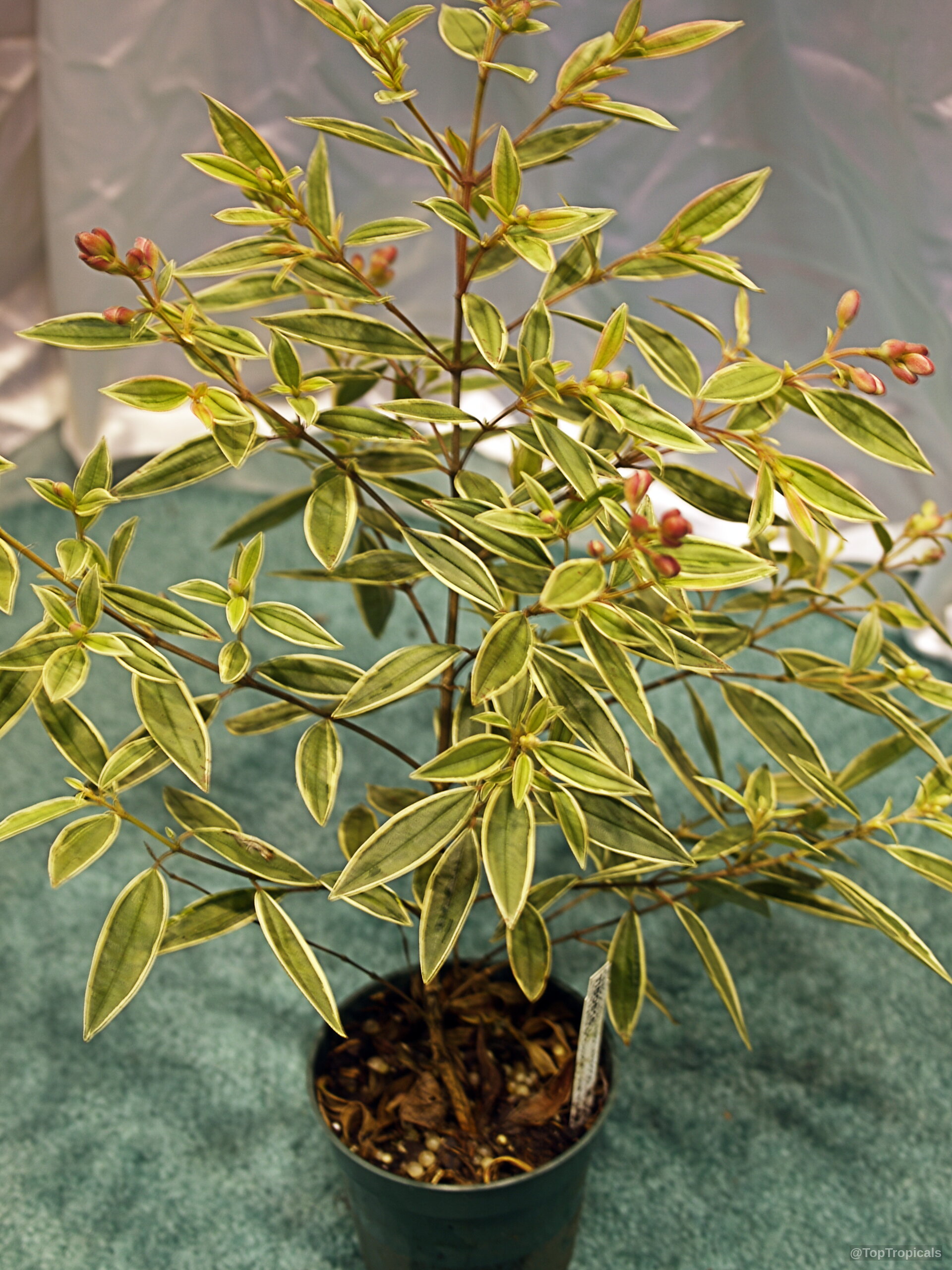 Tibouchina lepidota (Dwarf Princess Flower) with variegated yellow and green leaves in a plastic container Tibouchina lepidota (Dwarf Princess Flower) green yellow variegated leaves on small plant container pot