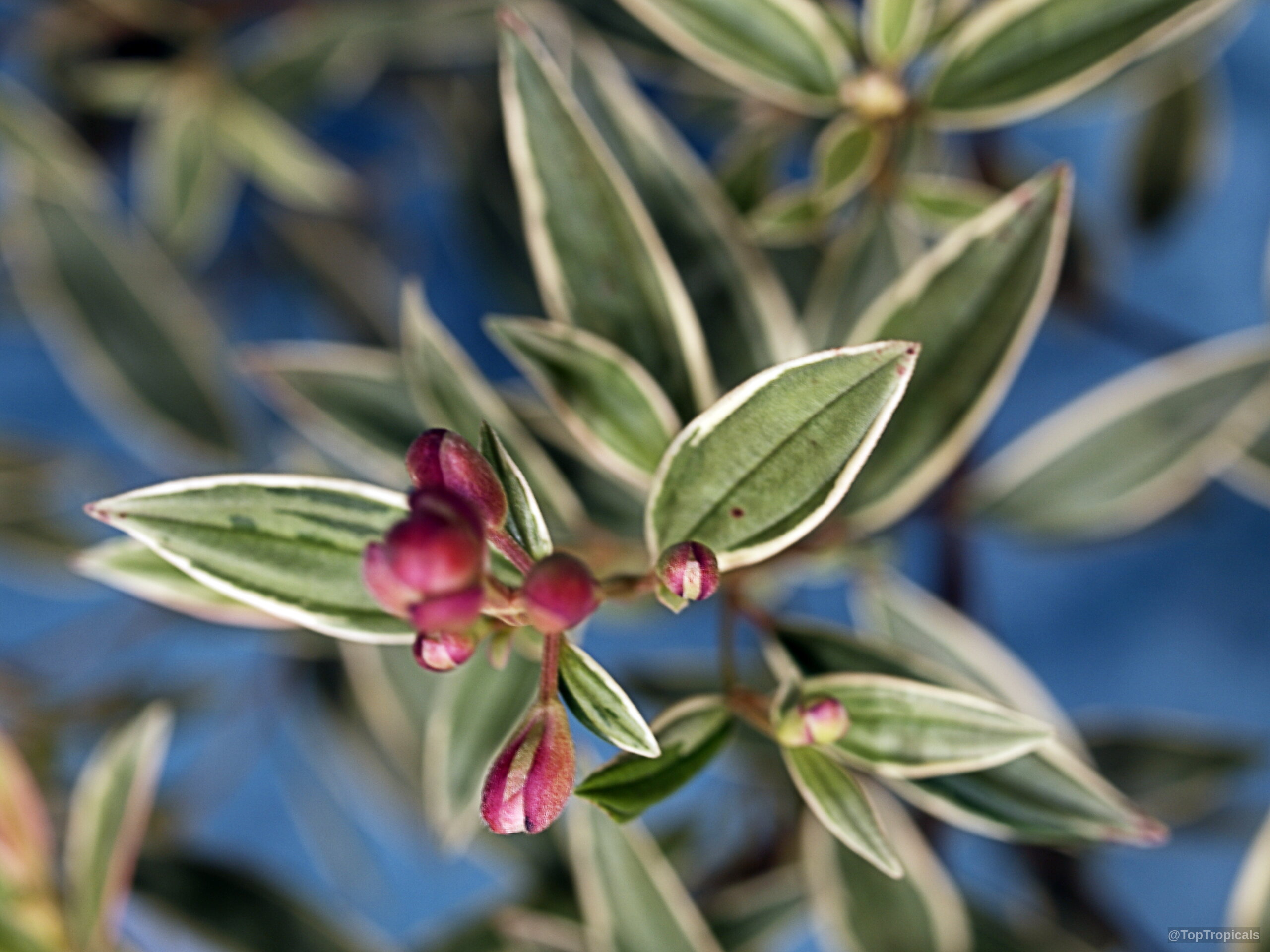 Tibouchina lepidota (Dwarf Princess Flower) with oval variegated leaves and small purple flower buds. Tibouchina lepidota (Dwarf Princess Flower) purple buds and variegated green leaves close up.
