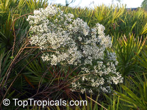 Baccharis halimifolia, Aster Tree, White Cloud Tree, Snow Bush, Eastern Baccharis, Flannel Bush