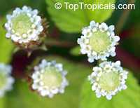 Phyla dulcis, Lippia dulcis, Phyla scaberrima, Lippia mexicana, Aztec Sweet Herb, Sweetleaf

Click to see full-size image