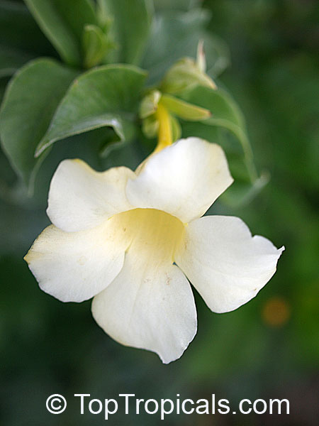 Allamanda Sp Alba Allamanda Blanca Toptropicals Com