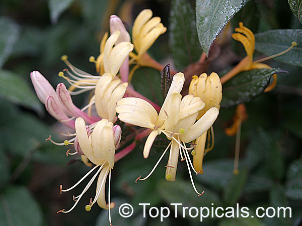 Lonicera japonica Purpurea - Japanese Honeysuckle flowers