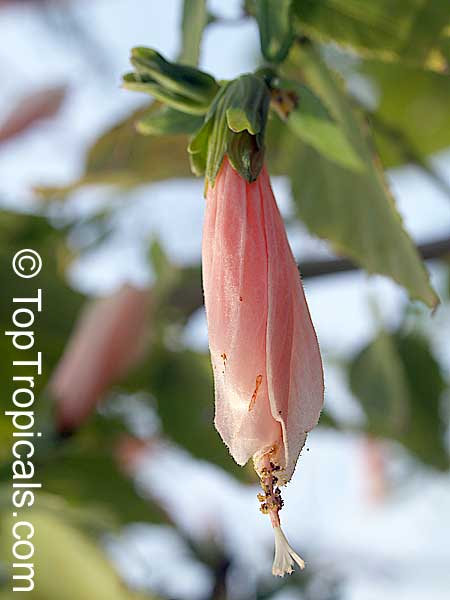 Malvaviscus arboreus penduliflorus Rosea, Pink Turks cap