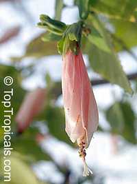 Malvaviscus arboreus penduliflorus Rosea, Pink Turks cap

Click to see full-size image