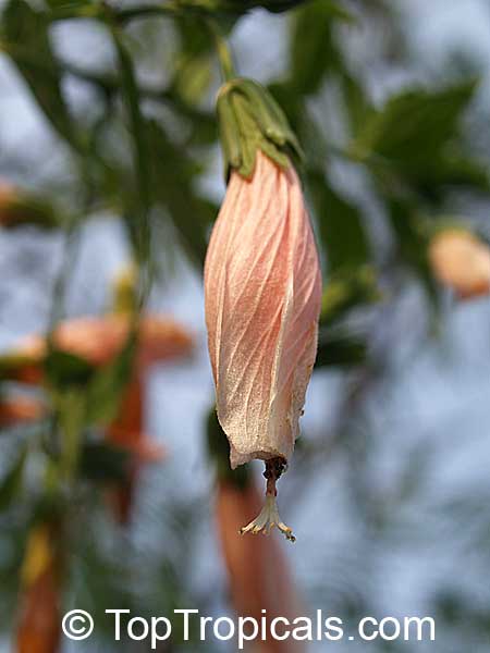 Malvaviscus arboreus penduliflorus Rosea, Pink Turks cap