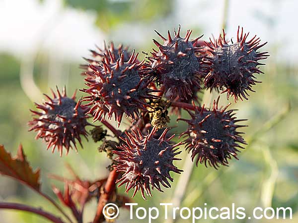 Ricinus communis, Castorbean, Castor Oil plant, Palma Christi, Ricin, Wonder tree, Krapata