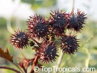 Ricinus communis, Castorbean, Castor Oil plant, Palma Christi, Ricin, Wonder tree, Krapata

Click to see full-size image