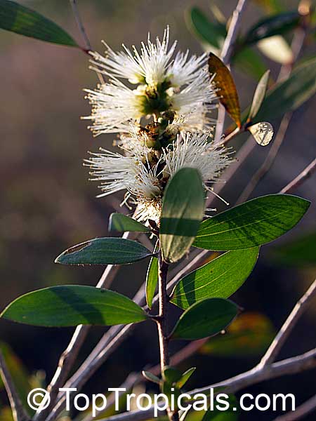 Melaleuca quinquenervia, Paperbark, Honey Myrtle, Punk Tree