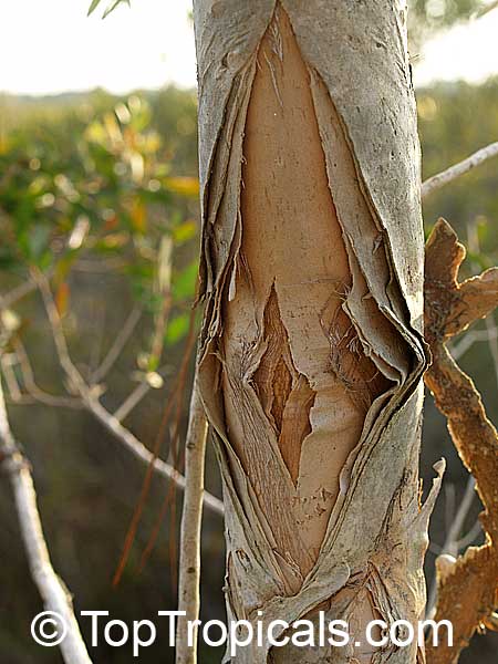 Melaleuca quinquenervia, Paperbark, Honey Myrtle, Punk Tree