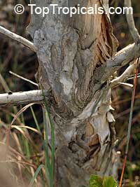 Melaleuca quinquenervia, Paperbark, Honey Myrtle, Punk Tree

Click to see full-size image