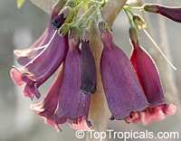 Jacaranda jasminoides, Jacaranda curialis, Bignonia curialis, Maroon jacaranda

Click to see full-size image