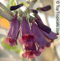 Jacaranda jasminoides, Jacaranda curialis, Bignonia curialis, Maroon jacaranda

Click to see full-size image