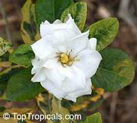 Gardenia sp. variegata, Variegated gardenia