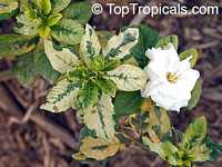 Gardenia sp. variegata, Variegated gardenia

Click to see full-size image