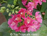 Dombeya x seminole, Tropical Rose Hydrangea