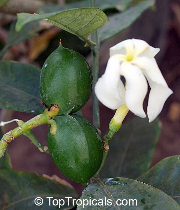 Tabernaemontana africana, Samoan Gardenia