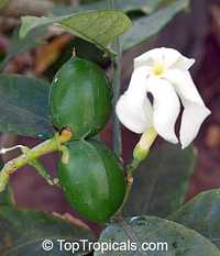 Tabernaemontana africana, Samoan Gardenia

Click to see full-size image